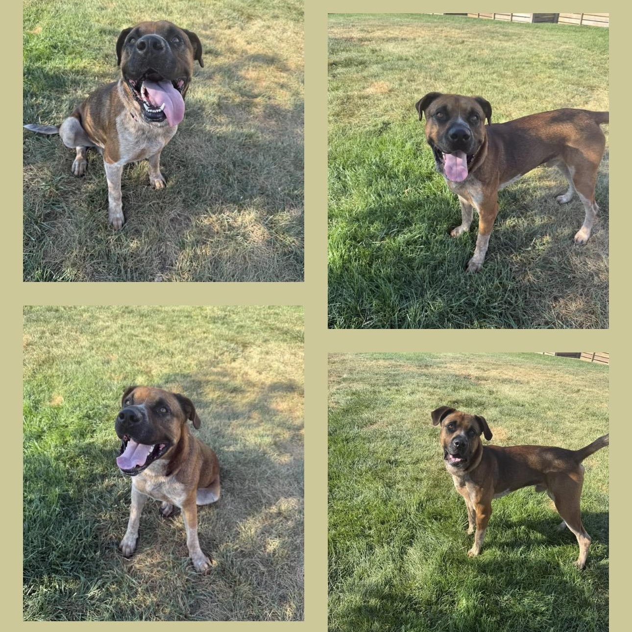 Enlarge Philip, a Adoptable mixed breed in Springfield, MO image 1/5