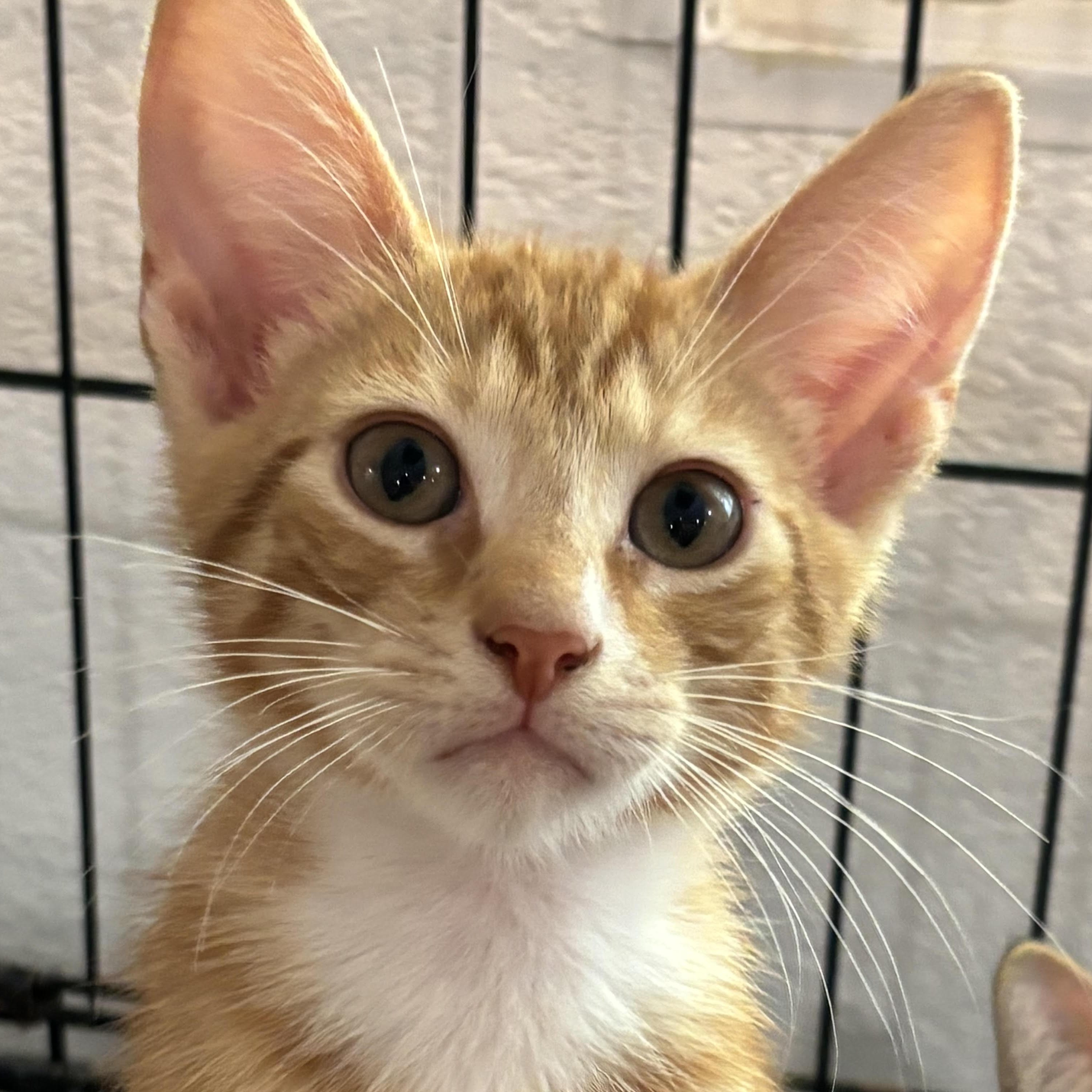 Enlarge Cheetah 6534, an adopted Domestic Short Hair in Boca Raton, FL image 1/1