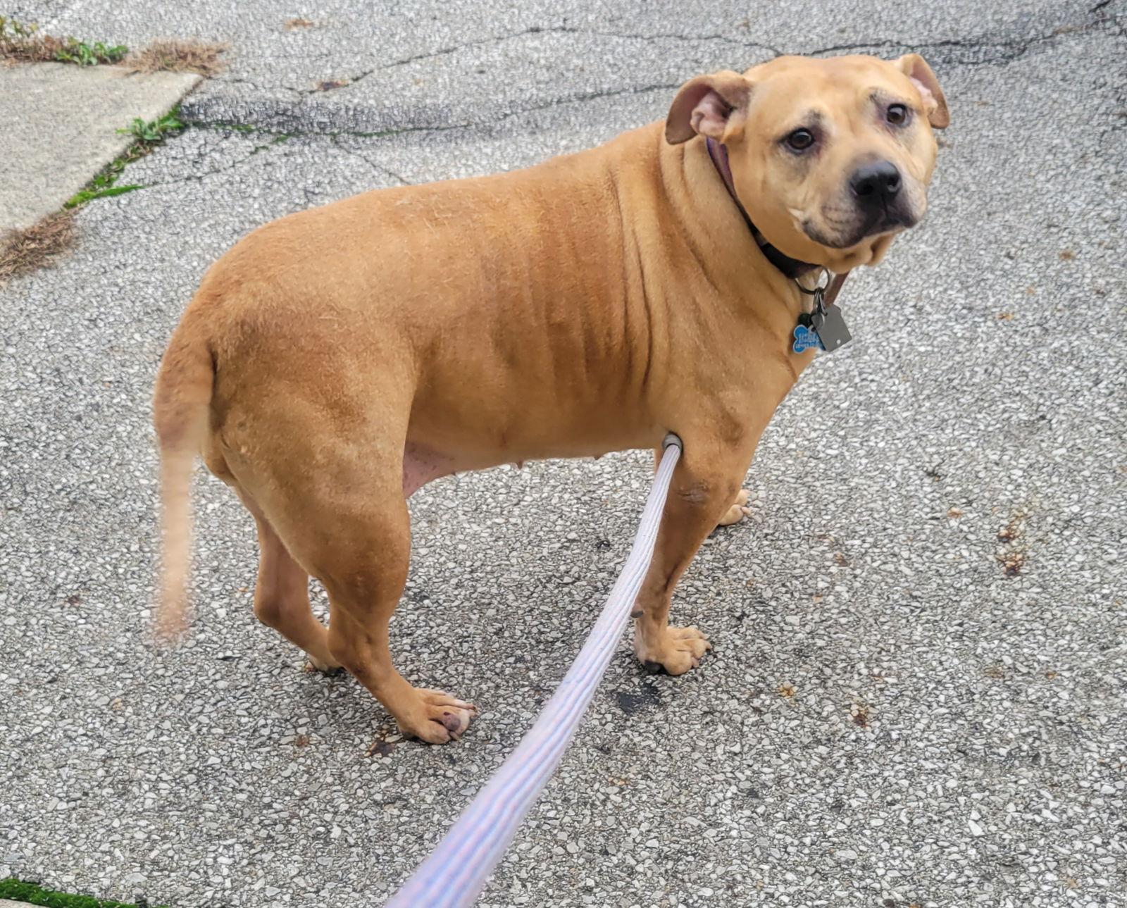 Holly, Adoptable, Senior Female American Bulldog & Pit Bull Terrier.