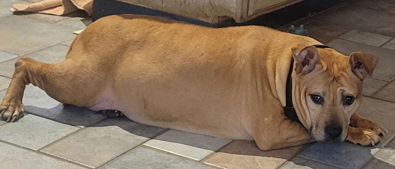 Holly, a Adoptable mixed breed in Dublin, OH image 2/2