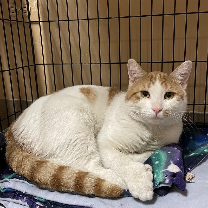 Enlarge Cowboy, a Adoptable Domestic Short Hair in Chicago, IL image 2/2