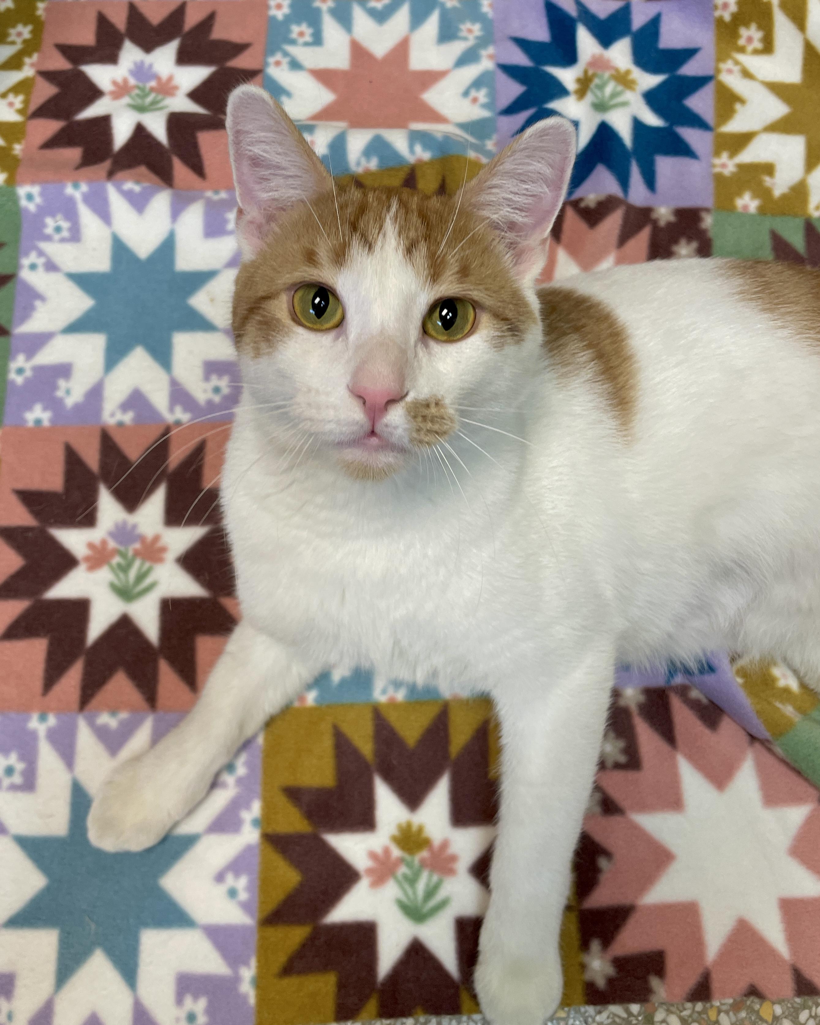 Cowboy, Adoptable, Adult Male Domestic Short Hair.