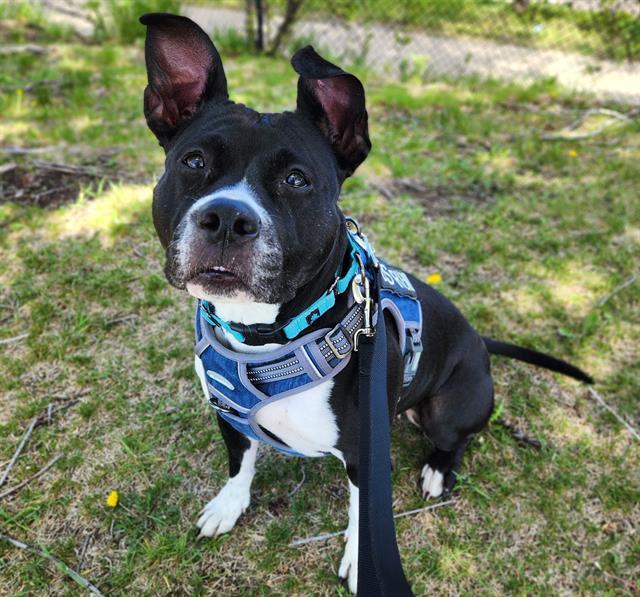 Enlarge NIAGARA, a Adoptable mixed breed in Minneapolis, MN image 1/1