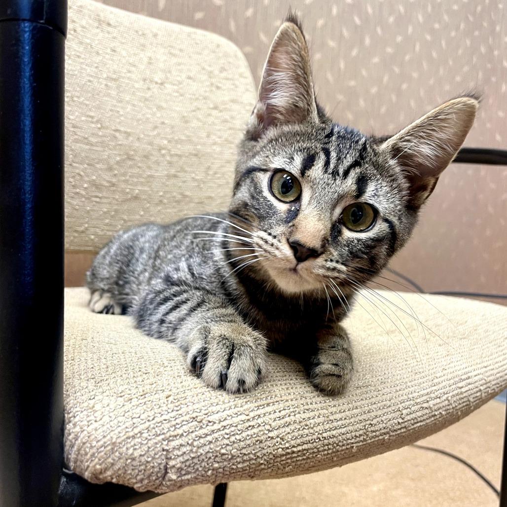 Enlarge Cub, a Adoptable Domestic Short Hair in Shelbyville, IN image 1/3