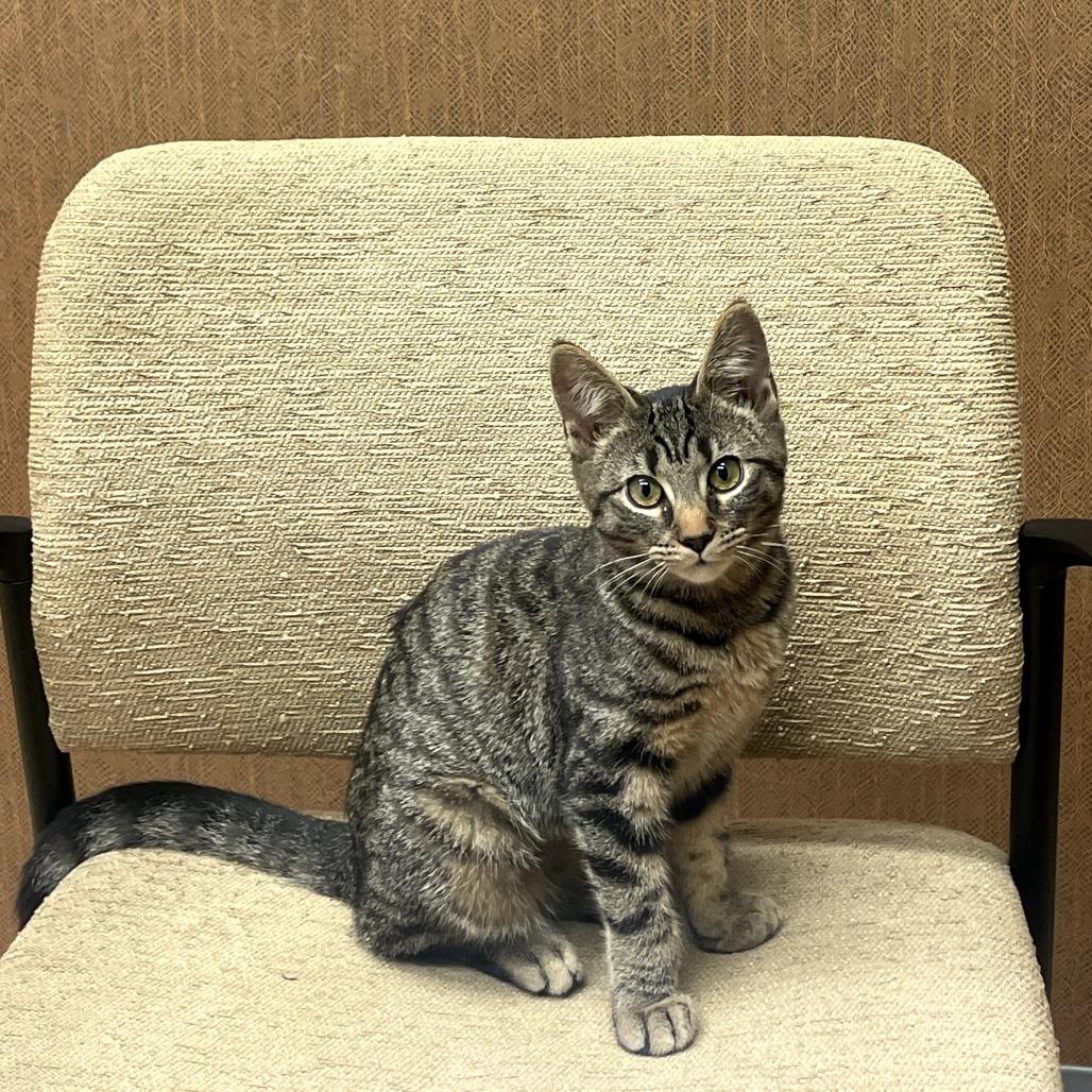 Enlarge Cub, a Adoptable Domestic Short Hair in Shelbyville, IN image 2/3