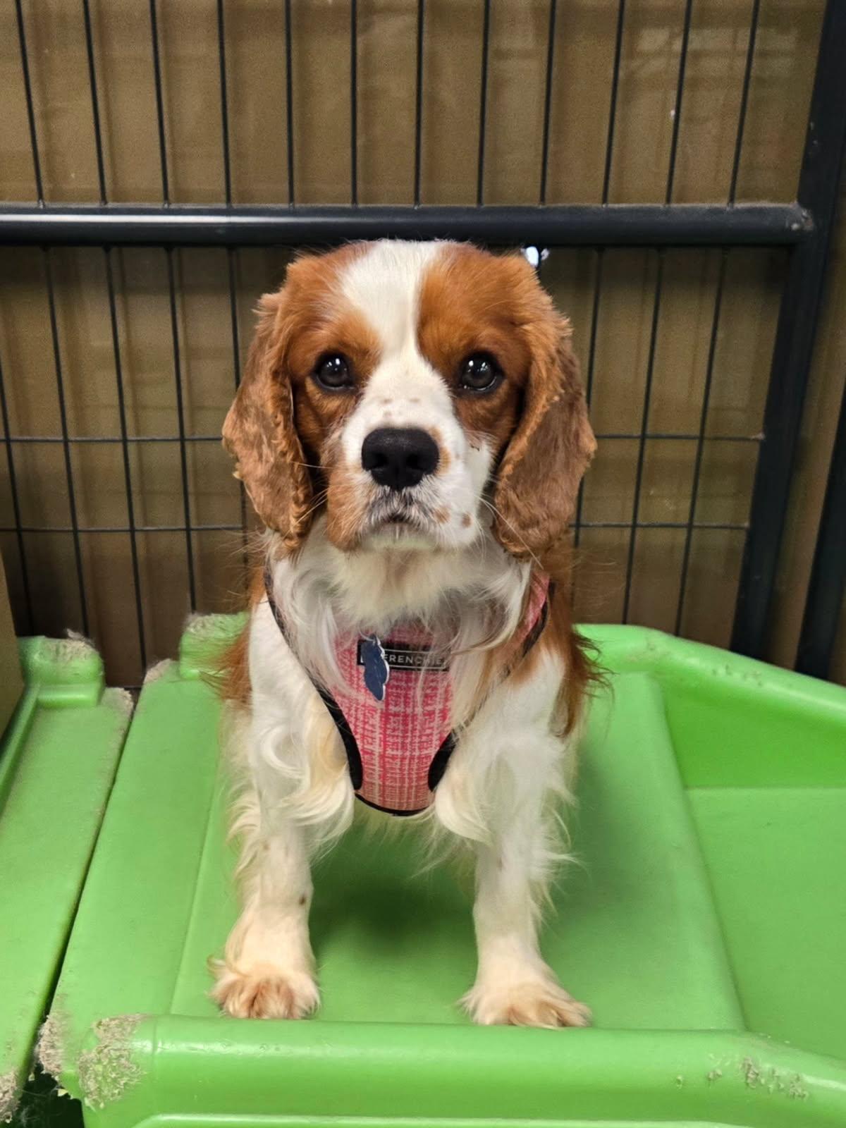 Canary Yellow, Adoptable, Young Female Cavalier King Charles Spaniel.