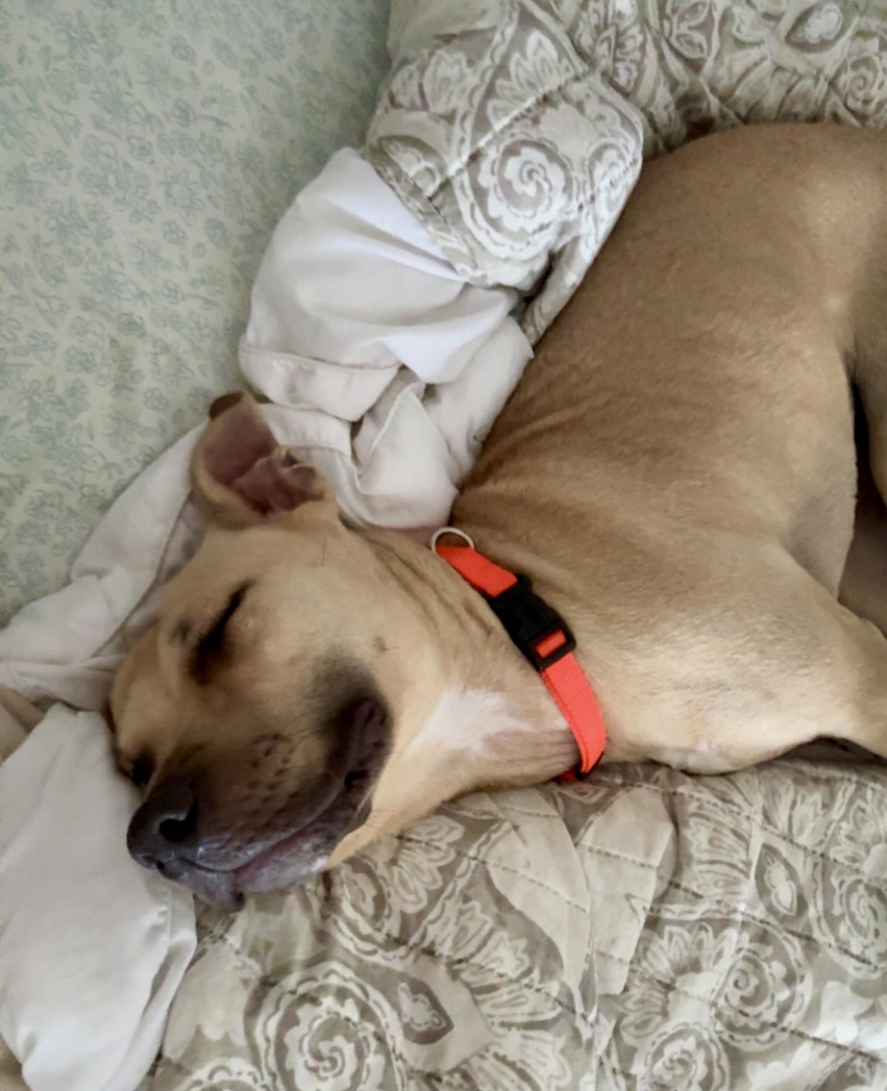 Enlarge Sage, a Adoptable mixed breed in Lyndhurst, OH image 1/6