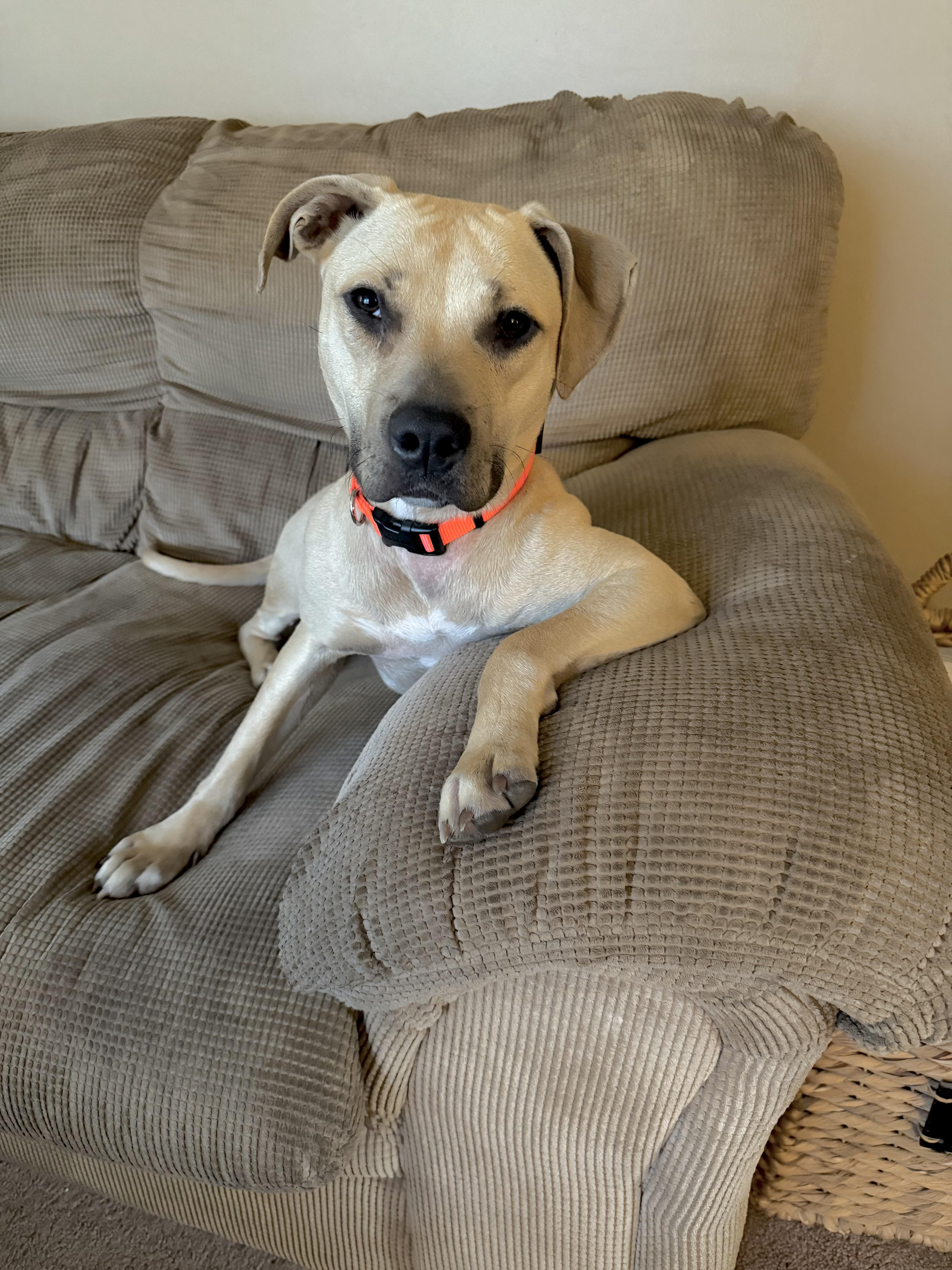 Sage, a Adoptable mixed breed image 1/4