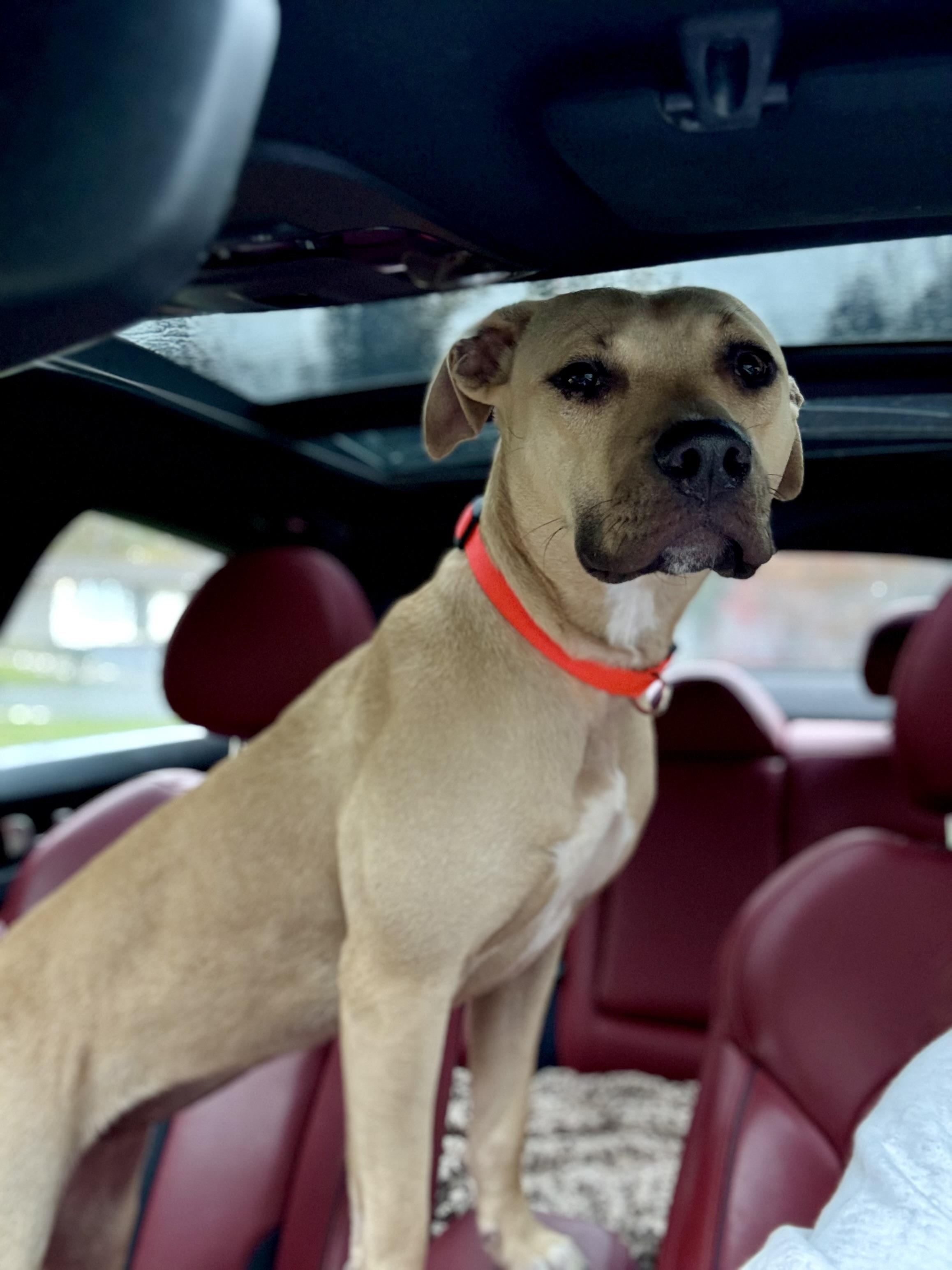 Sage, a Adoptable mixed breed image 2/4