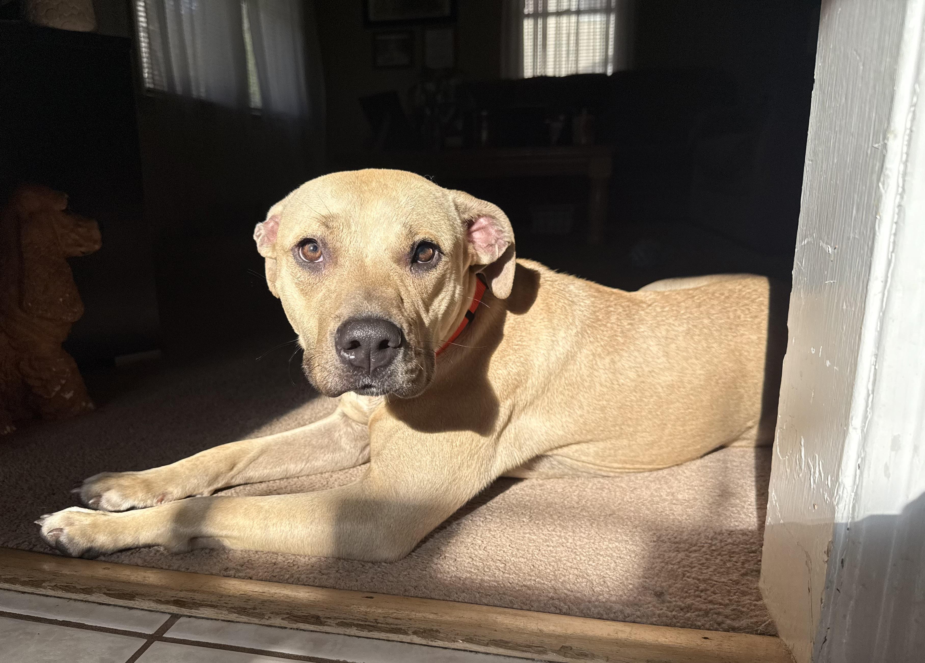 Sage, a Adoptable mixed breed image 3/4