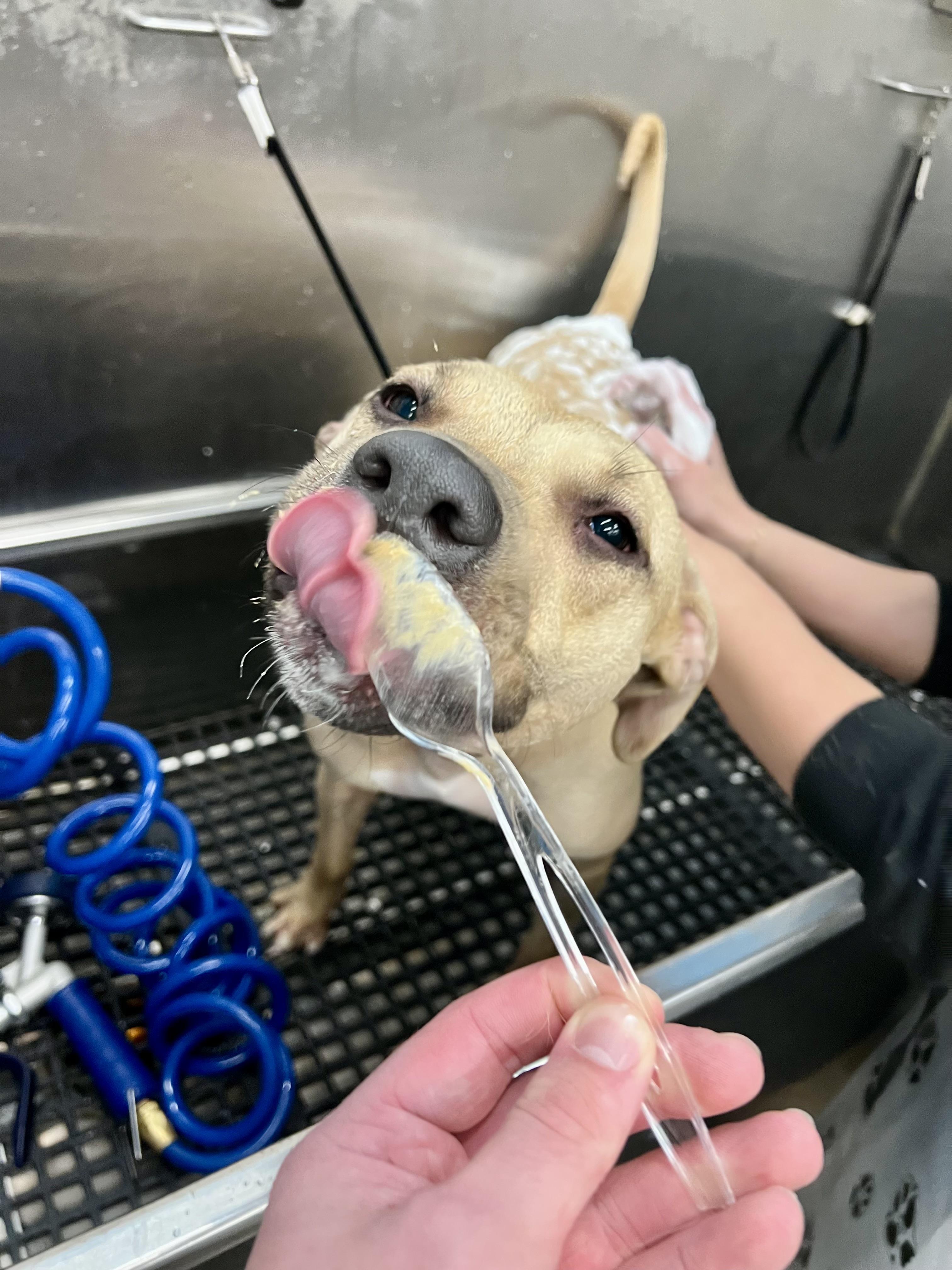 Enlarge Sage, a Adoptable mixed breed in Lyndhurst, OH image 6/6