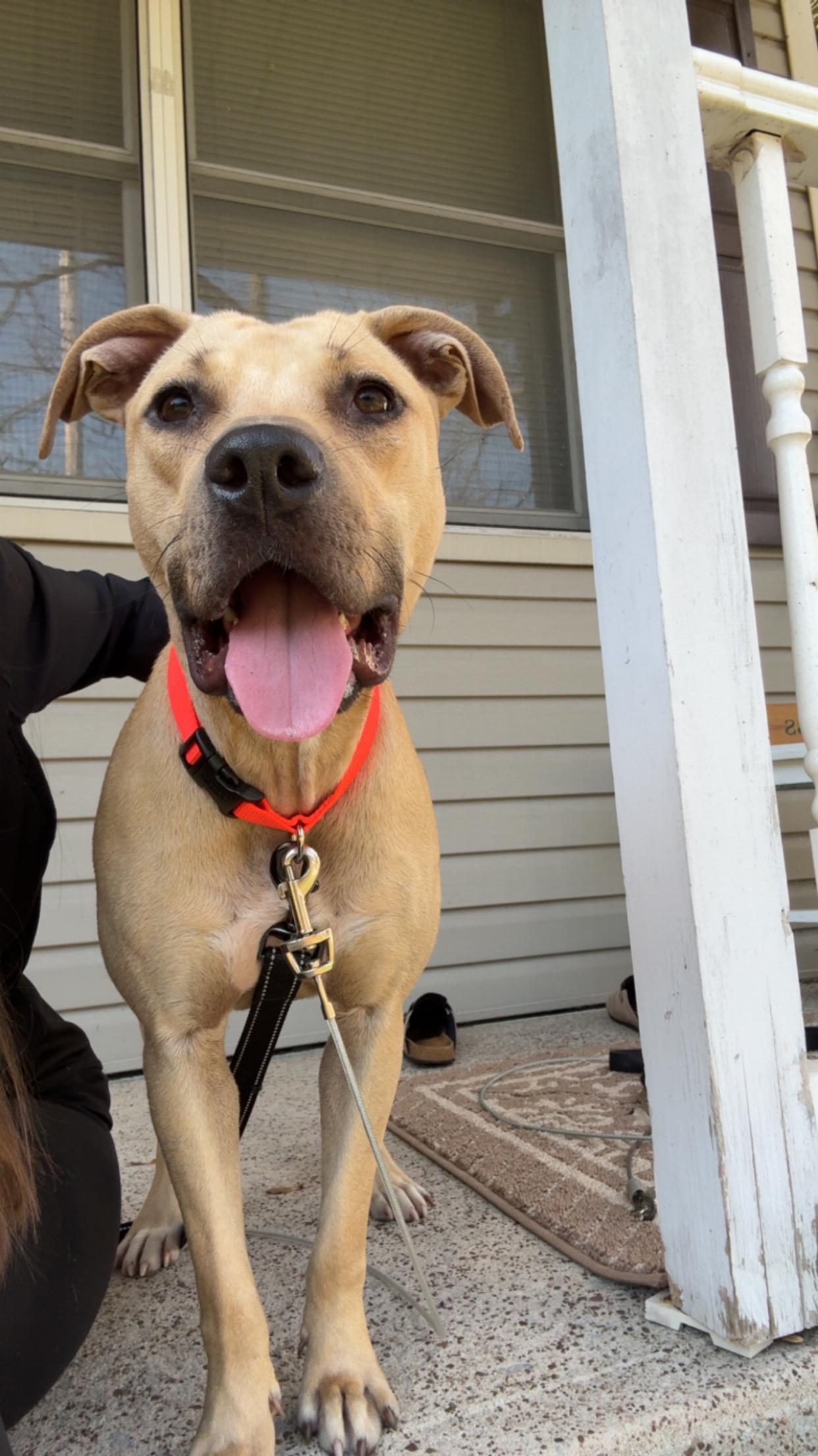 Sage, a Adoptable mixed breed image 4/4