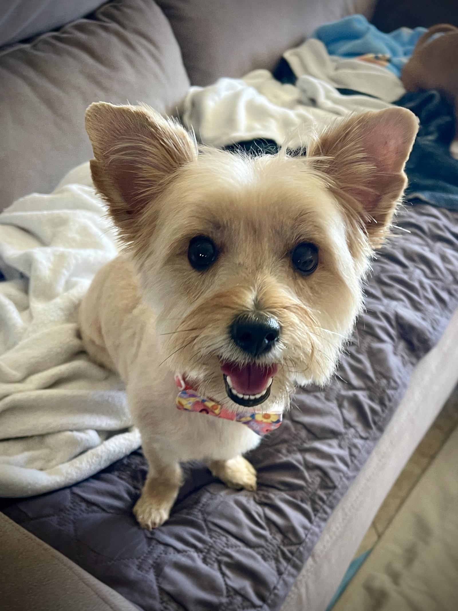 Enlarge Harley, a Adopted mixed breed in Glendale, AZ image 1/3
