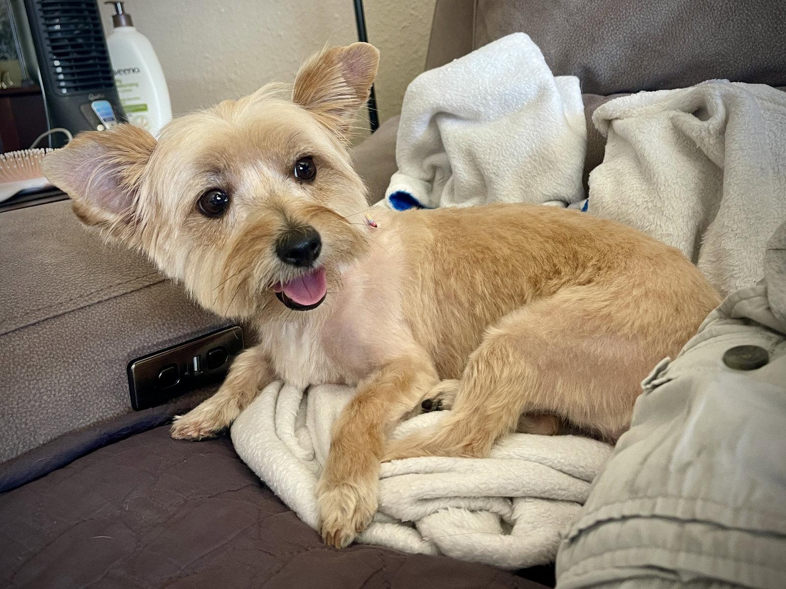Enlarge Harley, a Adopted mixed breed in Glendale, AZ image 2/3
