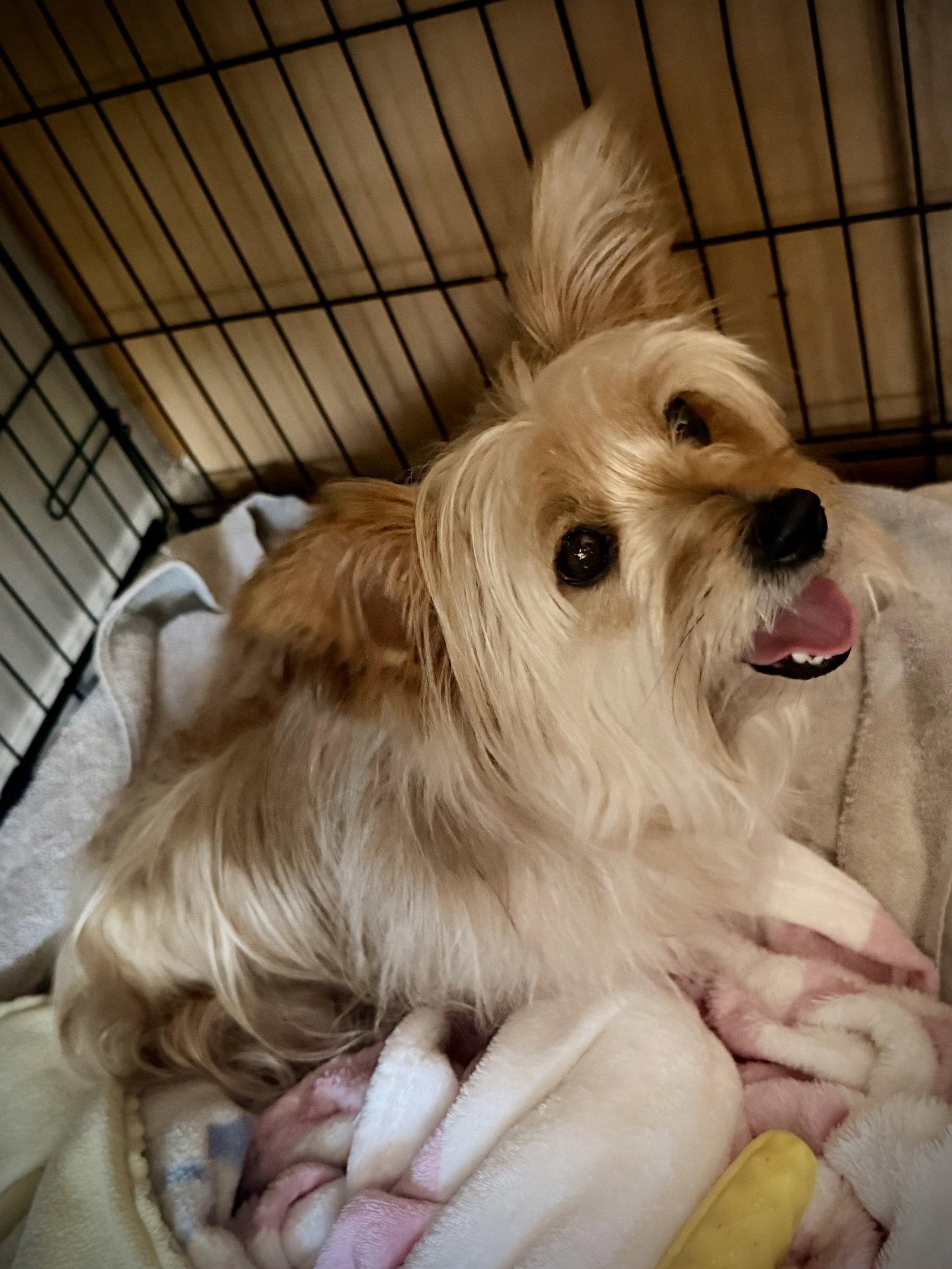 Enlarge Harley, a Adopted mixed breed in Glendale, AZ image 3/3