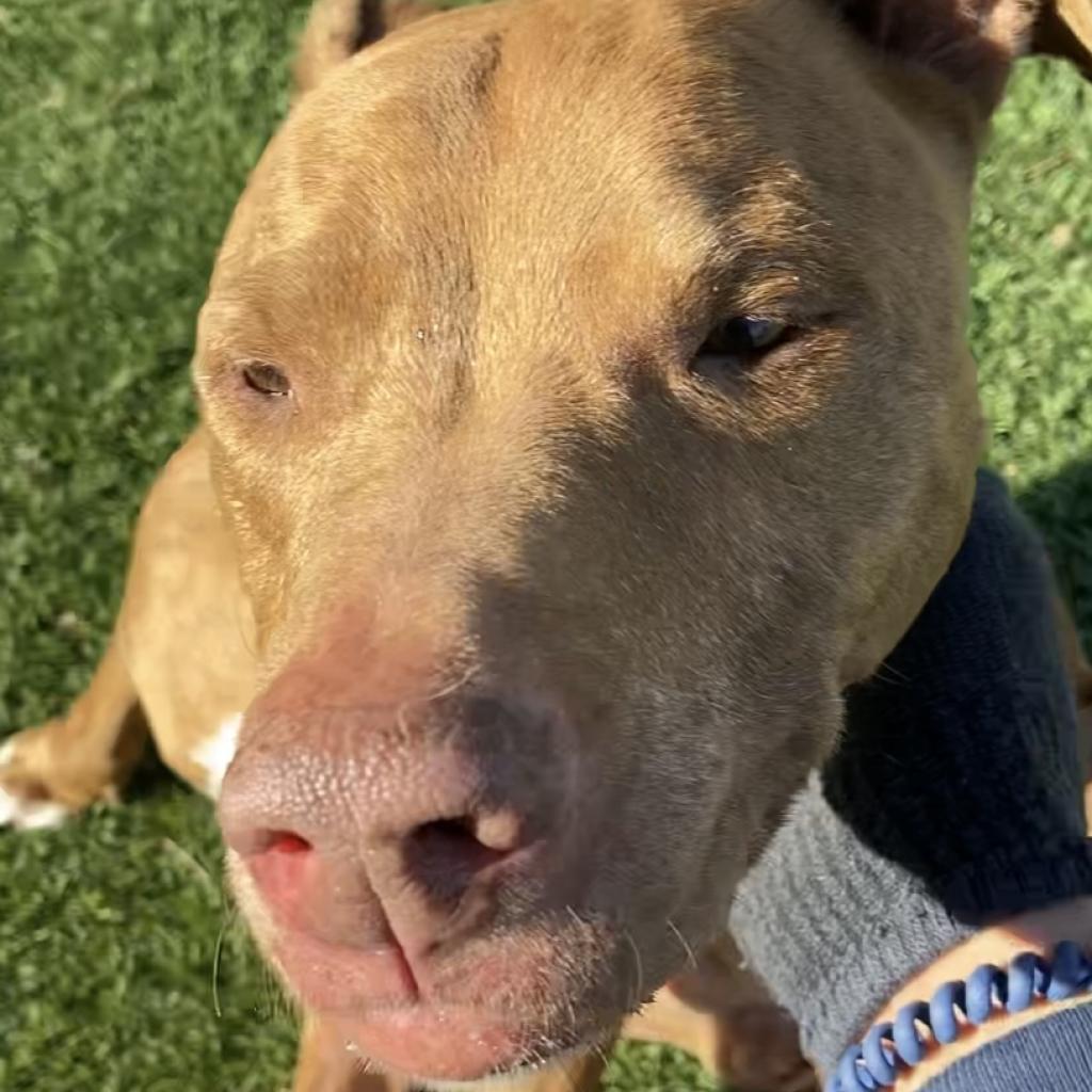 Enlarge Matilda, a Adoptable Pit Bull Terrier in Pahrump, NV image 1/3