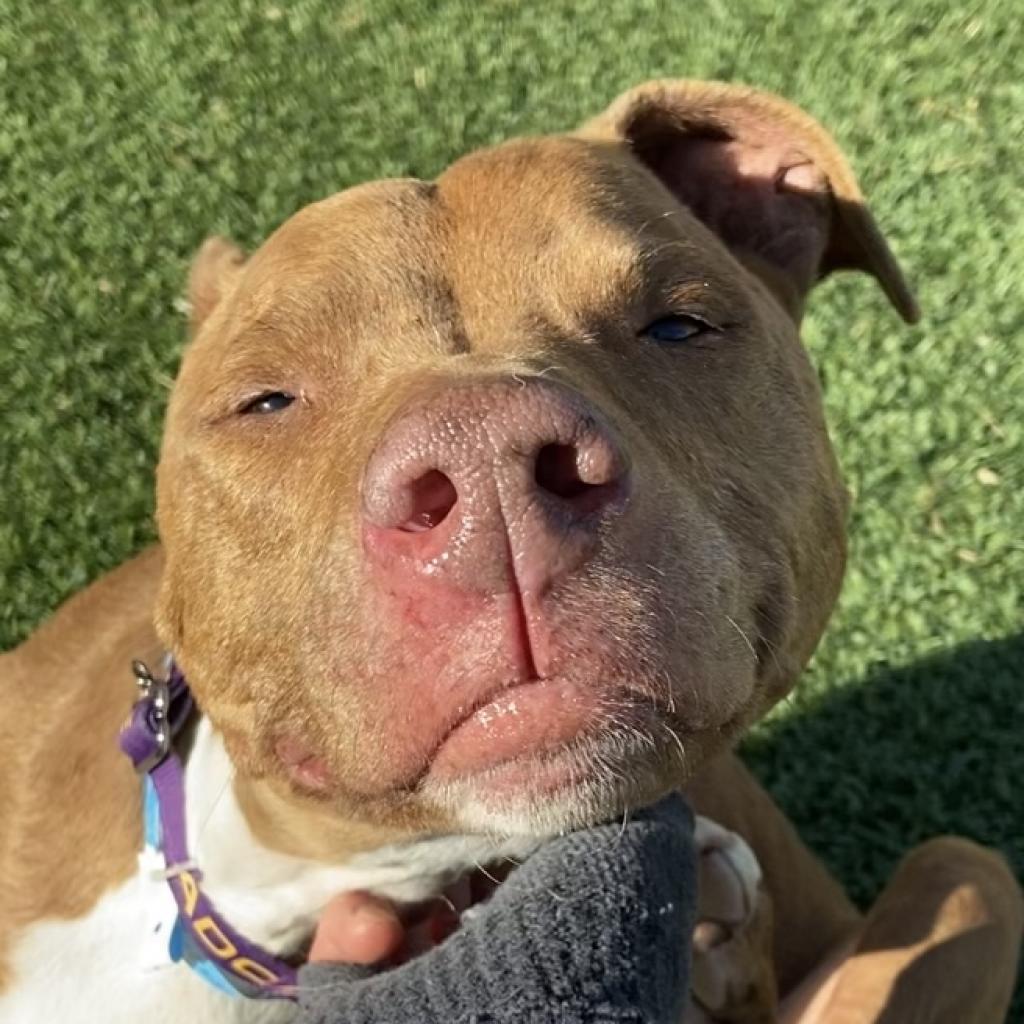 Enlarge Matilda, a Adoptable Pit Bull Terrier in Pahrump, NV image 3/3