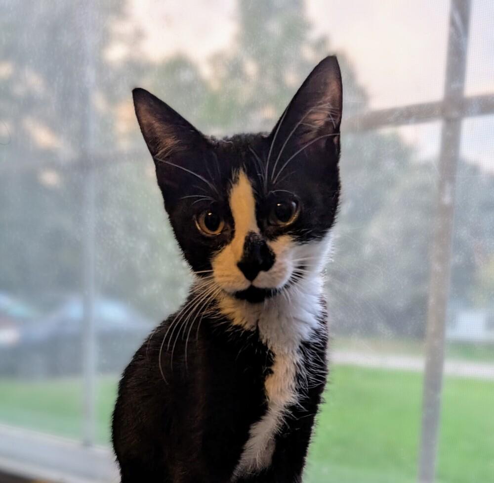 Enlarge August, a Adoptable Domestic Short Hair in Statesville, NC image 1/2