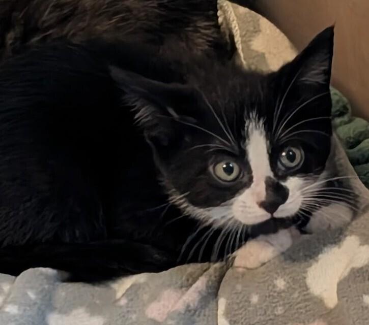 Enlarge August, a Adoptable Domestic Short Hair in Statesville, NC image 2/2