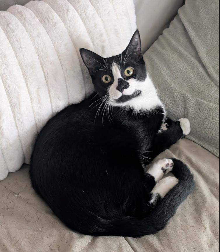 Enlarge August, a Adoptable Domestic Short Hair in Statesville, NC image 4/4