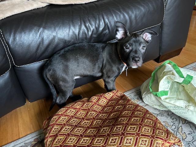 Enlarge Twinkle, a ADOPTABLE mixed breed in Seattle, WA image 2/3