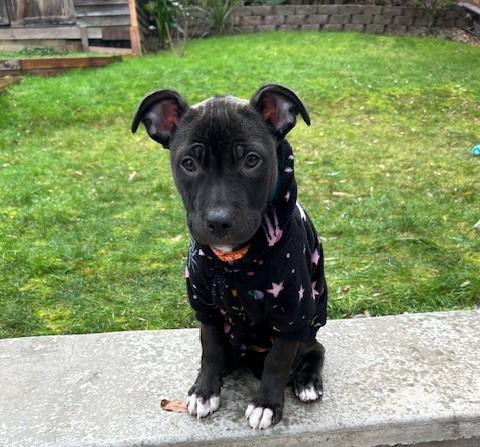 Twinkle, ADOPTABLE, Puppy Female Pit Bull Terrier.