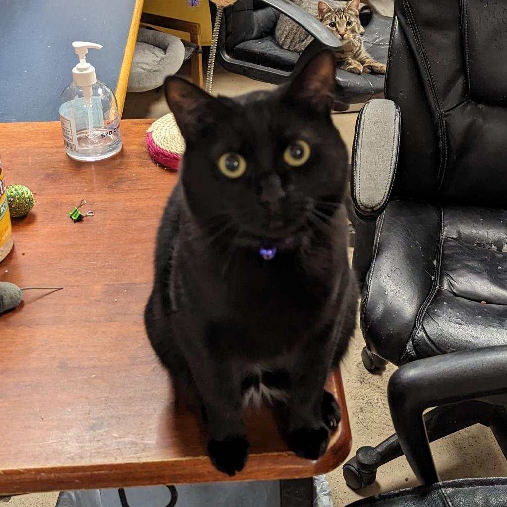 Enlarge Fantasia, a Adoptable Domestic Short Hair in Buffalo, NY image 1/2