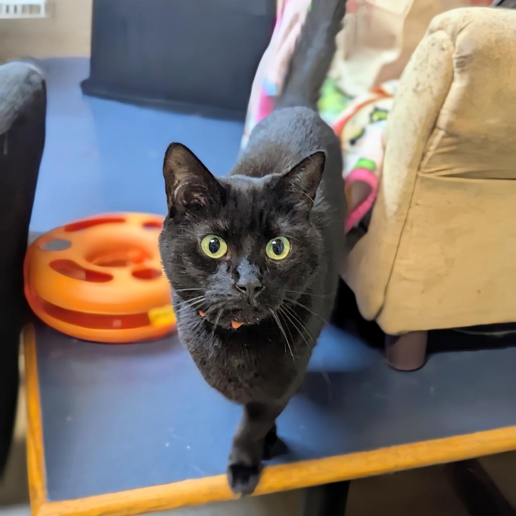 Enlarge Fantasia, a Adoptable Domestic Short Hair in Buffalo, NY image 2/2