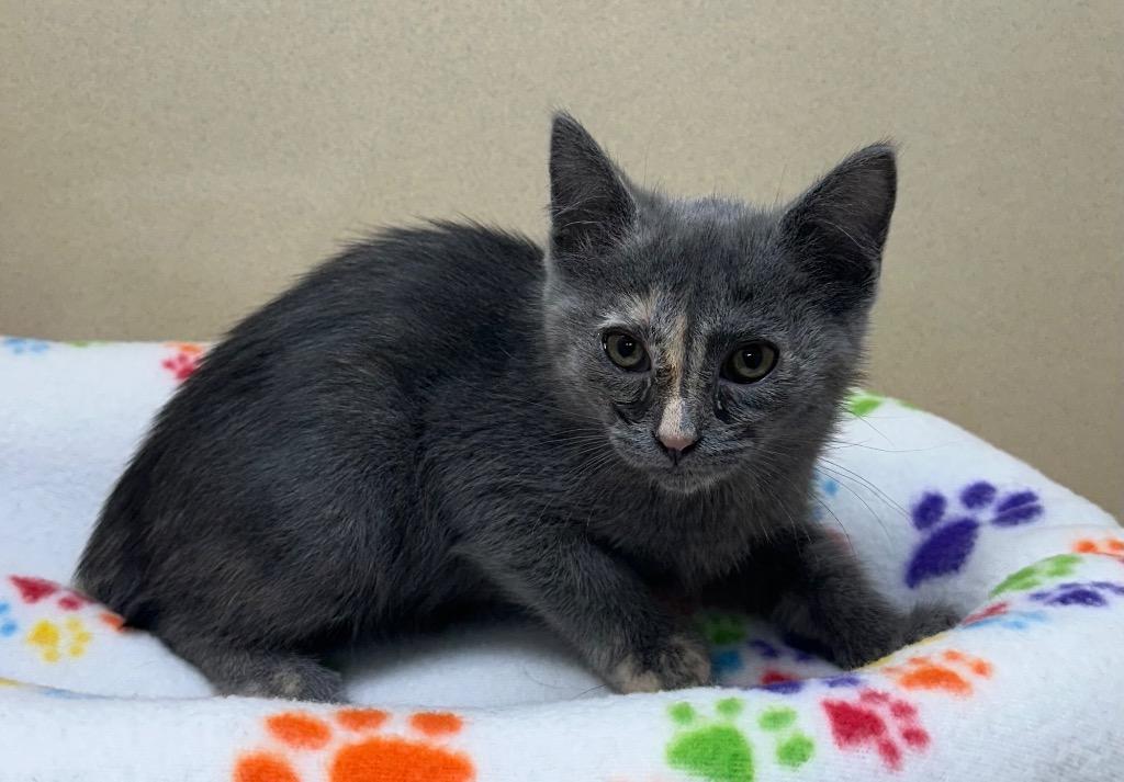 Tessa, Adoptable, Kitten Female Domestic Short Hair.