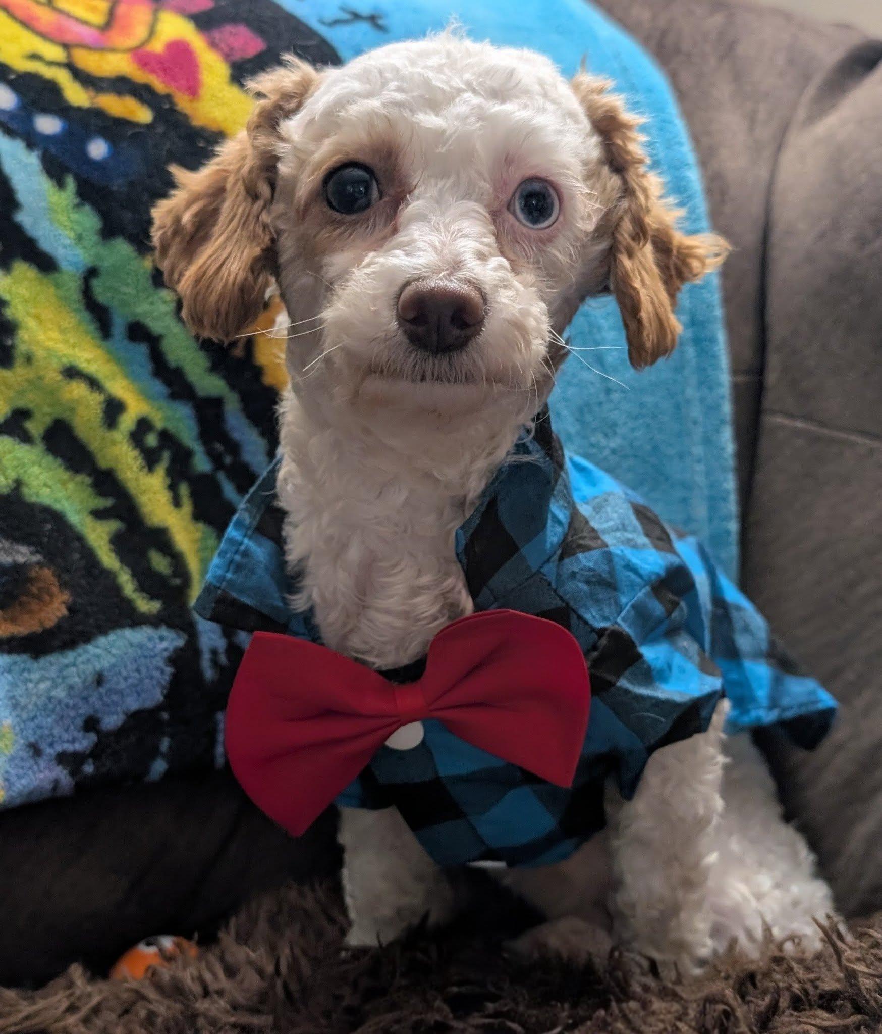 Arlo 2yr Adopted, adopted, Young Male Poodle (Toy).