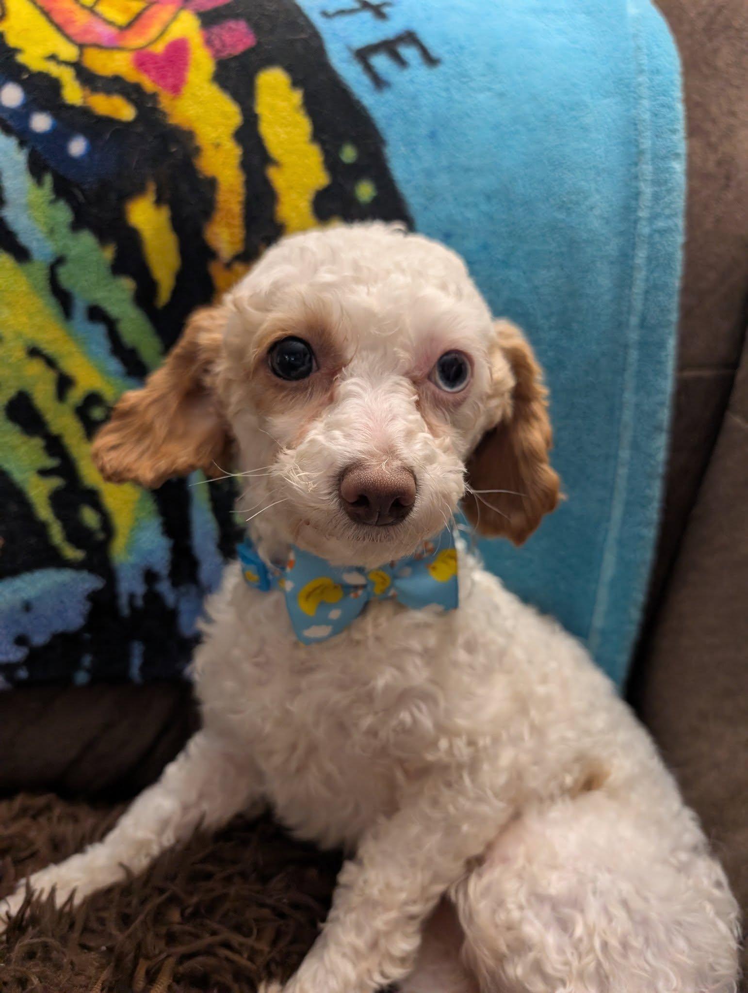 Enlarge Arlo 2yr Adopted, an adopted mixed breed in Mentor, OH image 2/2