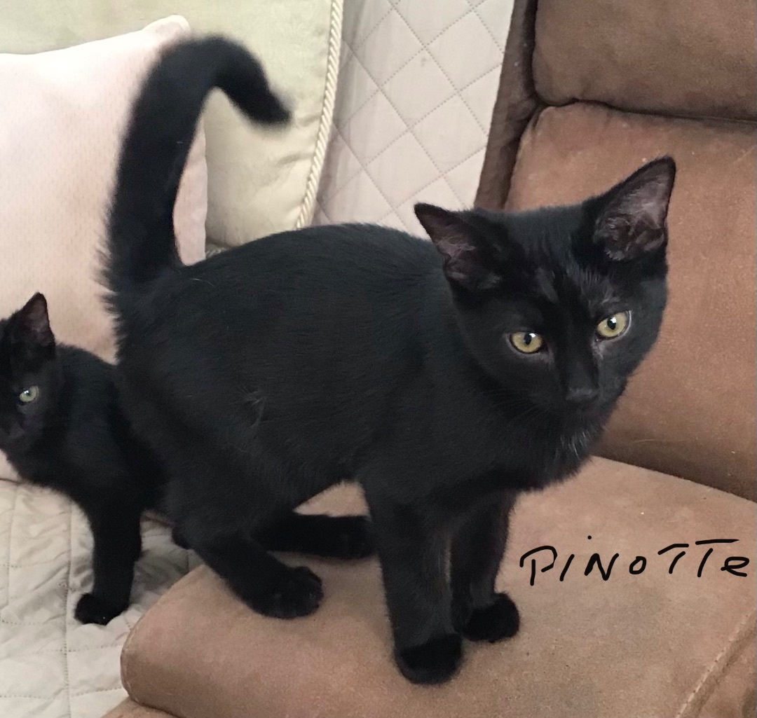 Enlarge Nyla, a Adopted Domestic Short Hair in Sainte-Beatrix, QC image 2/3