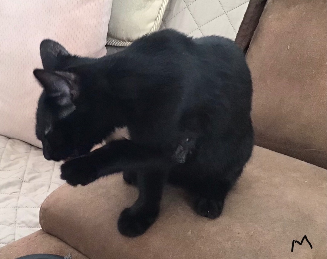 Enlarge Nyla, a Adopted Domestic Short Hair in Sainte-Beatrix, QC image 3/3