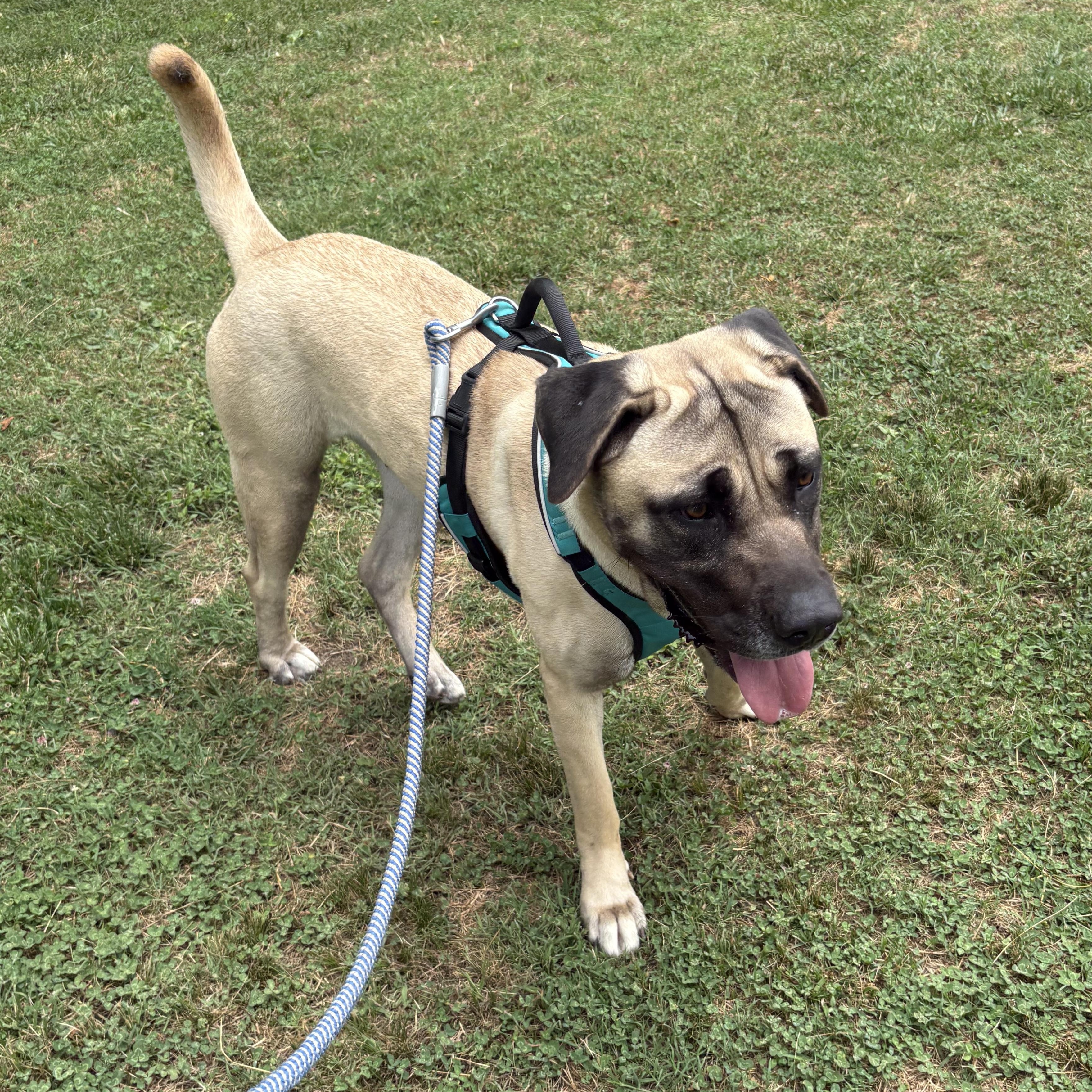 Matilda, a Adoptable Anatolian Shepherd in Saluda, VA image 5/6