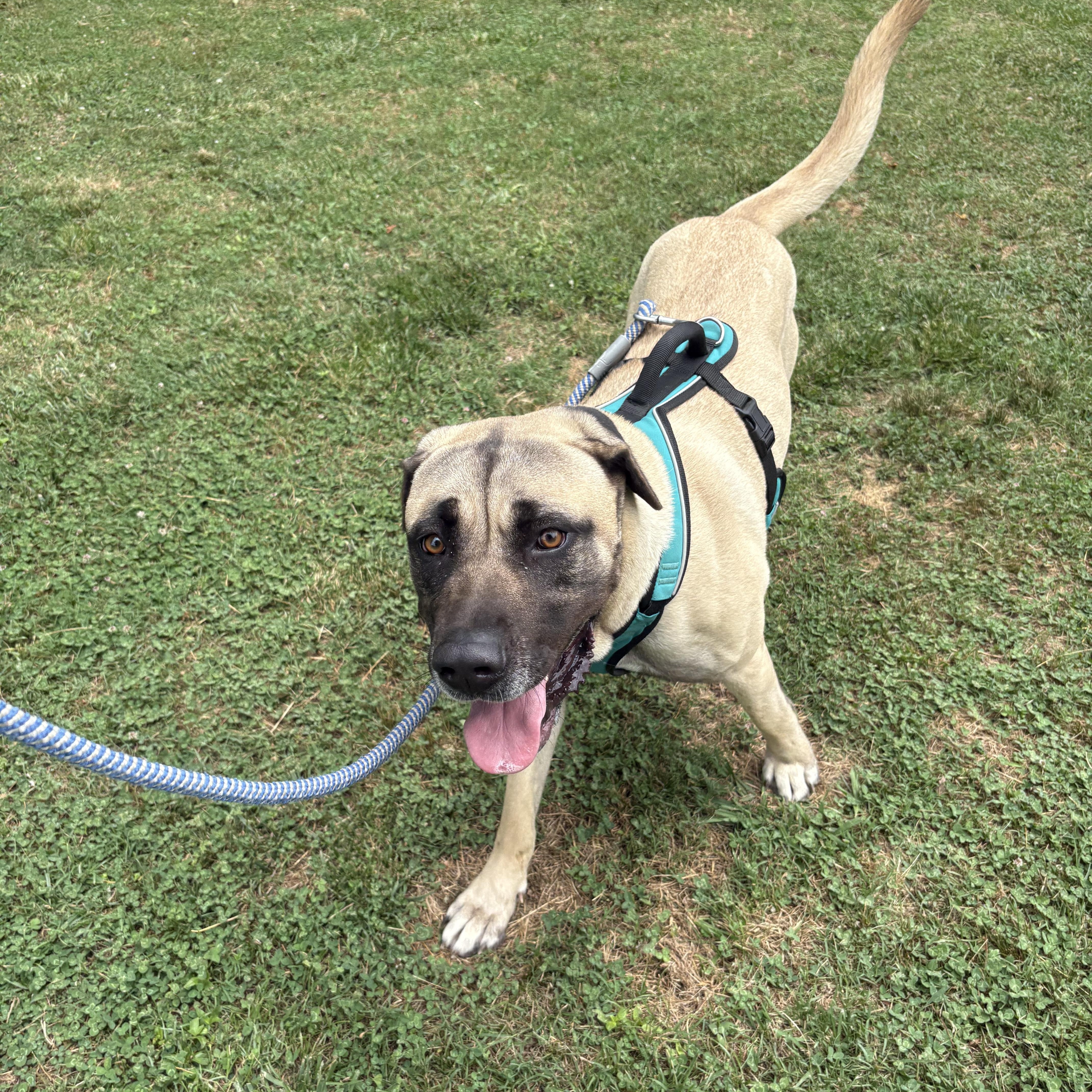 Matilda, a Adoptable Anatolian Shepherd in Saluda, VA image 6/6