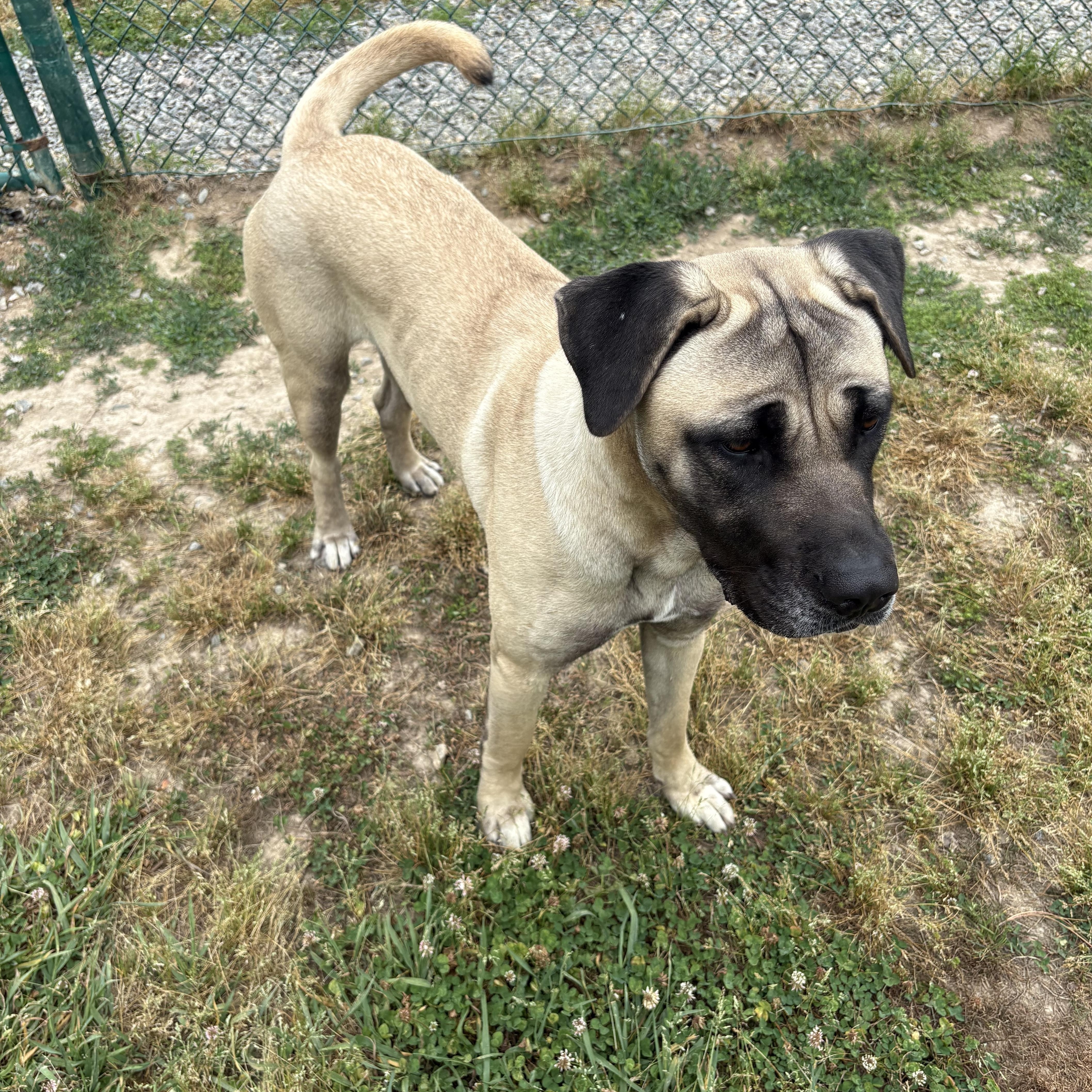 Matilda, a Adoptable Anatolian Shepherd in Saluda, VA image 3/6