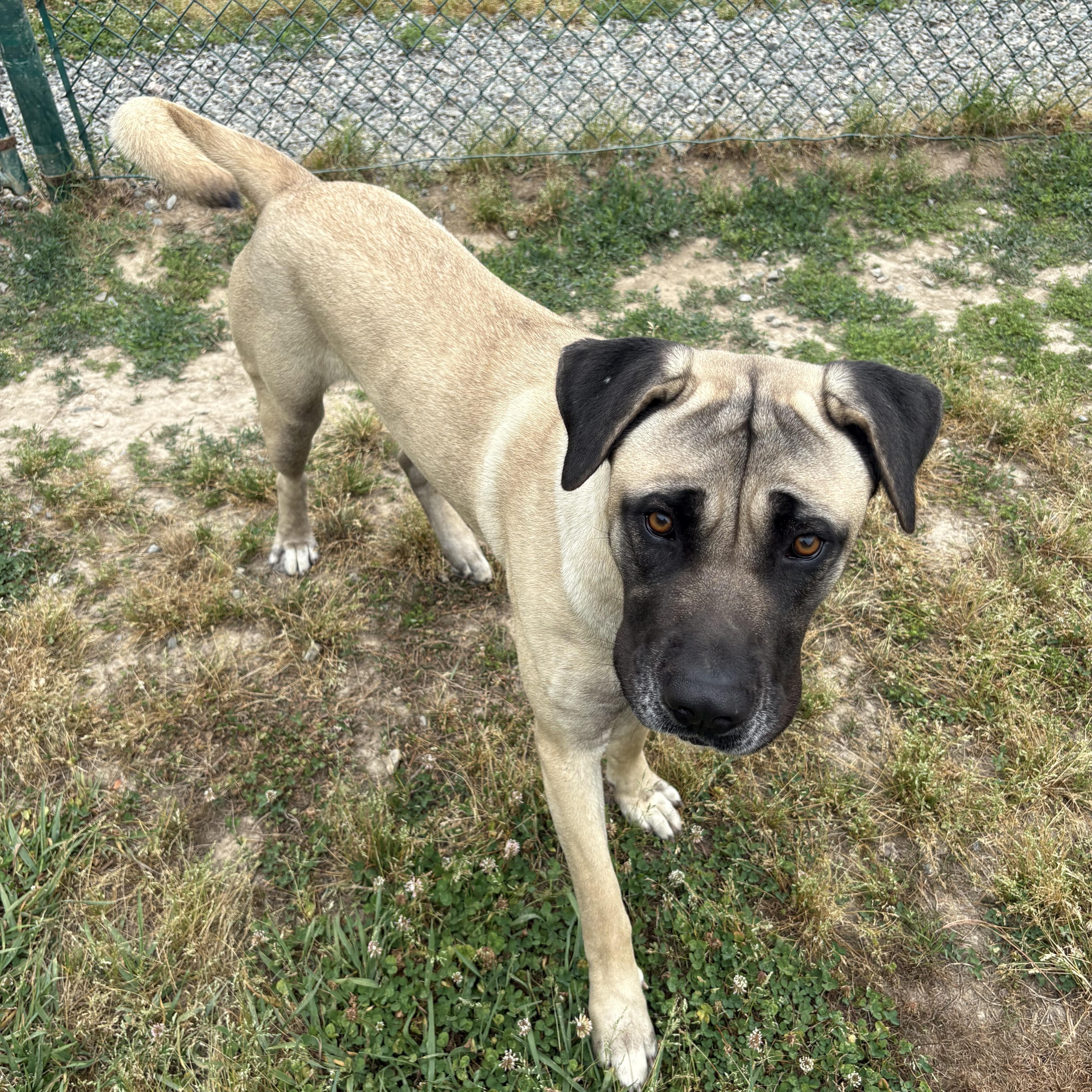 Matilda, a Adoptable Anatolian Shepherd in Saluda, VA image 4/6