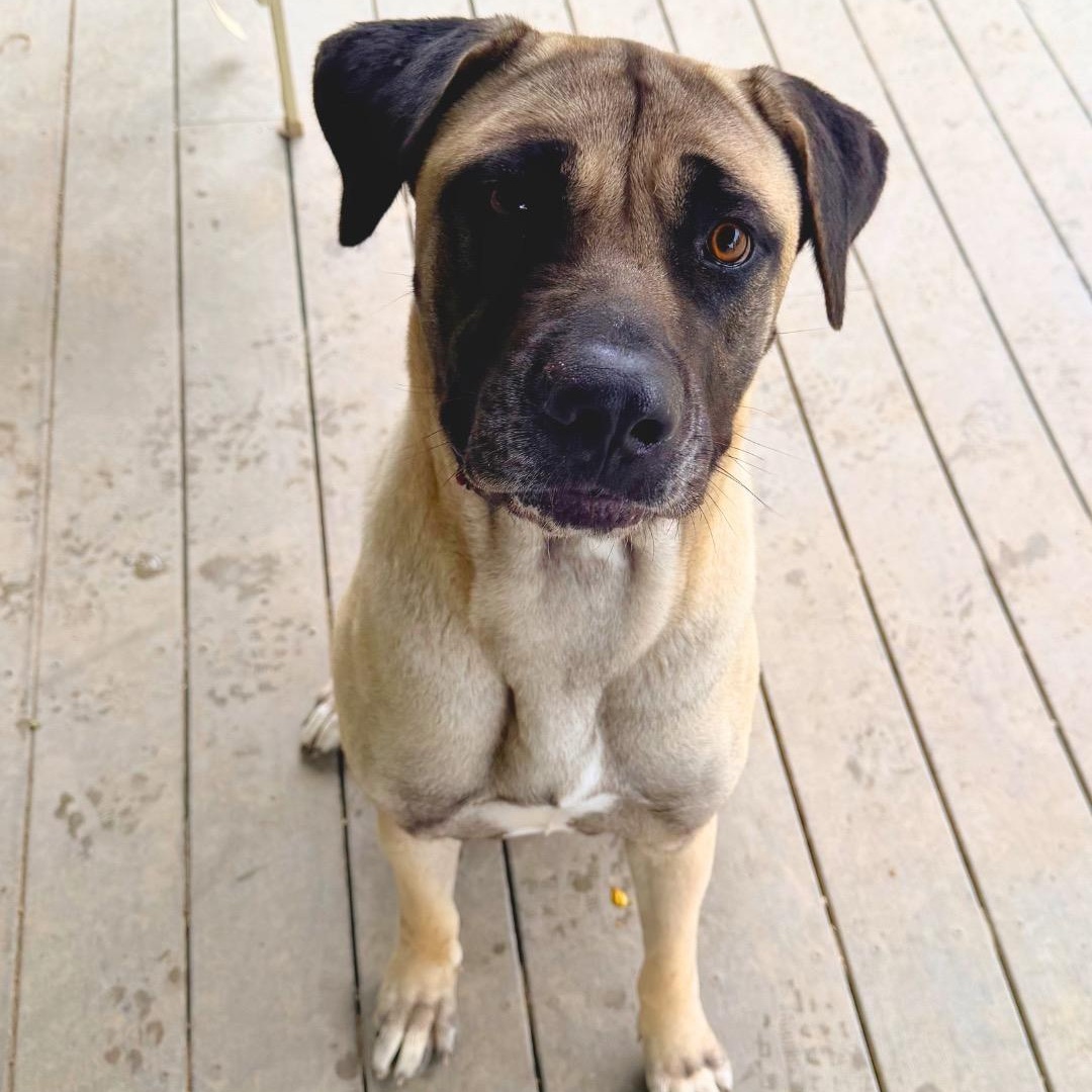 Matilda, a Adoptable Anatolian Shepherd in Saluda, VA image 2/6
