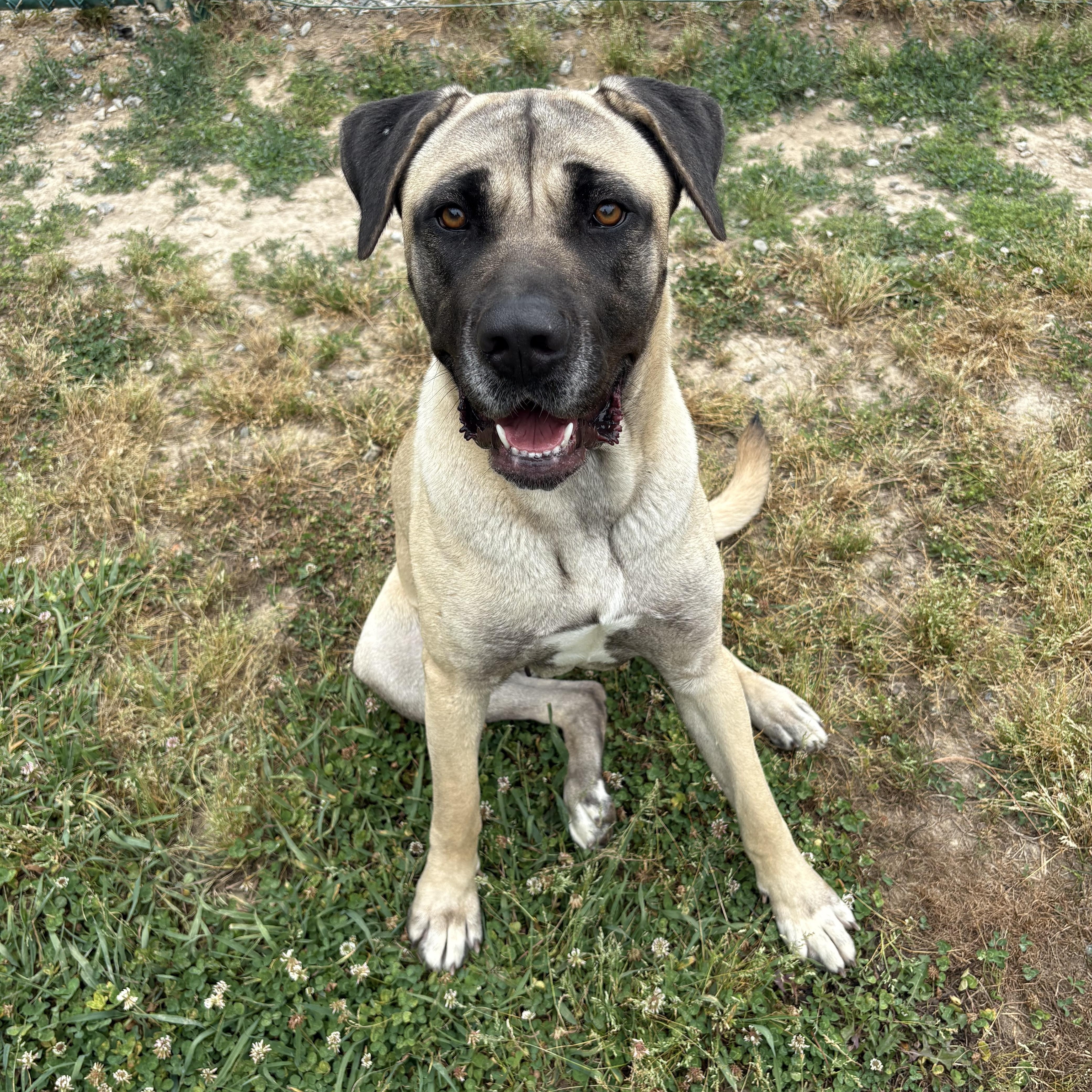 Matilda, a Adoptable Anatolian Shepherd in Saluda, VA image 1/6