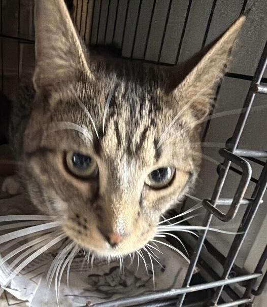 Zig, Adoptable, Young Male Domestic Short Hair.