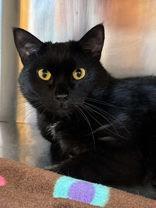 Enlarge Selma, a Adoptable mixed breed in Shawano, WI image 1/1