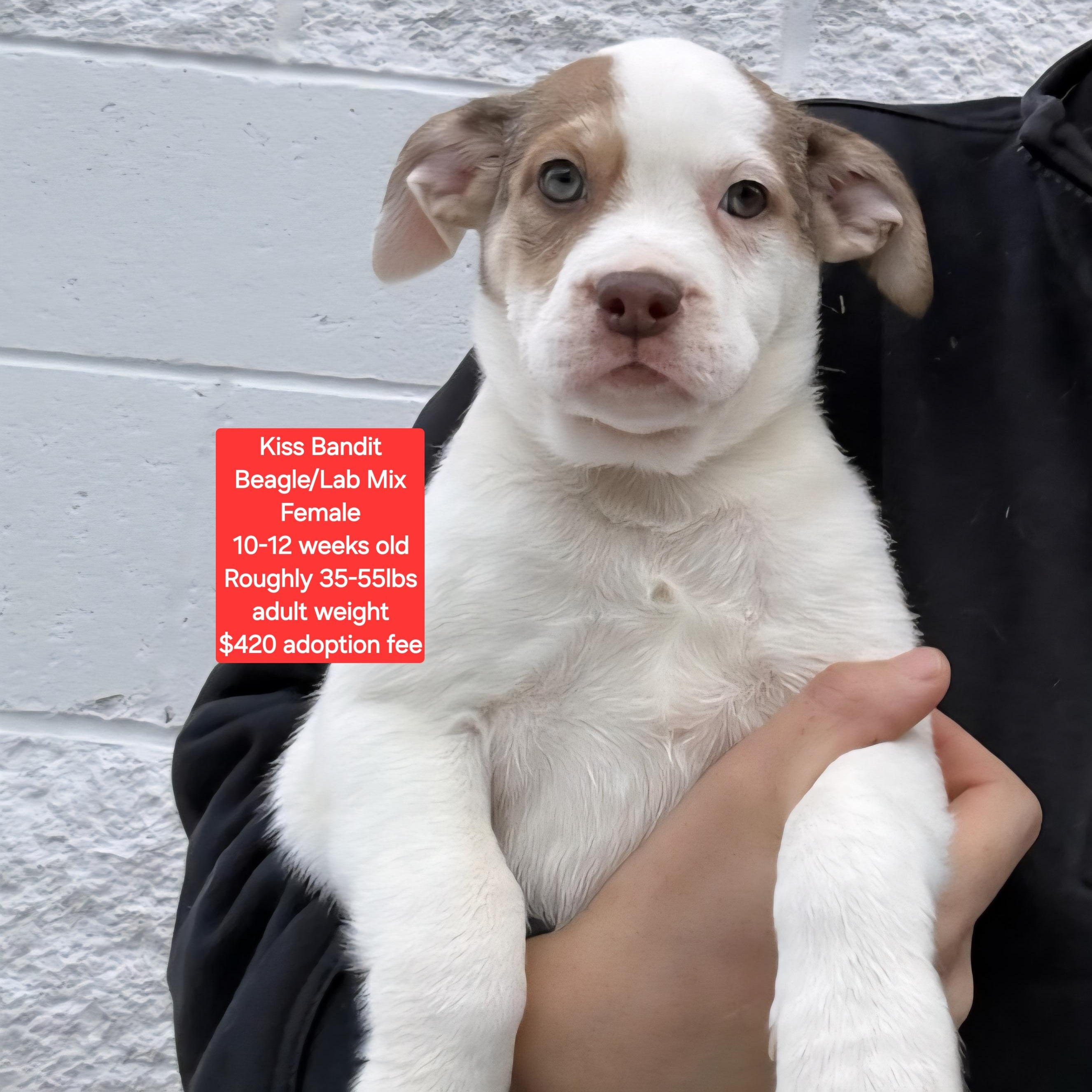 Kiss Bandit, ADOPTABLE, Puppy Female Beagle & Labrador Retriever.