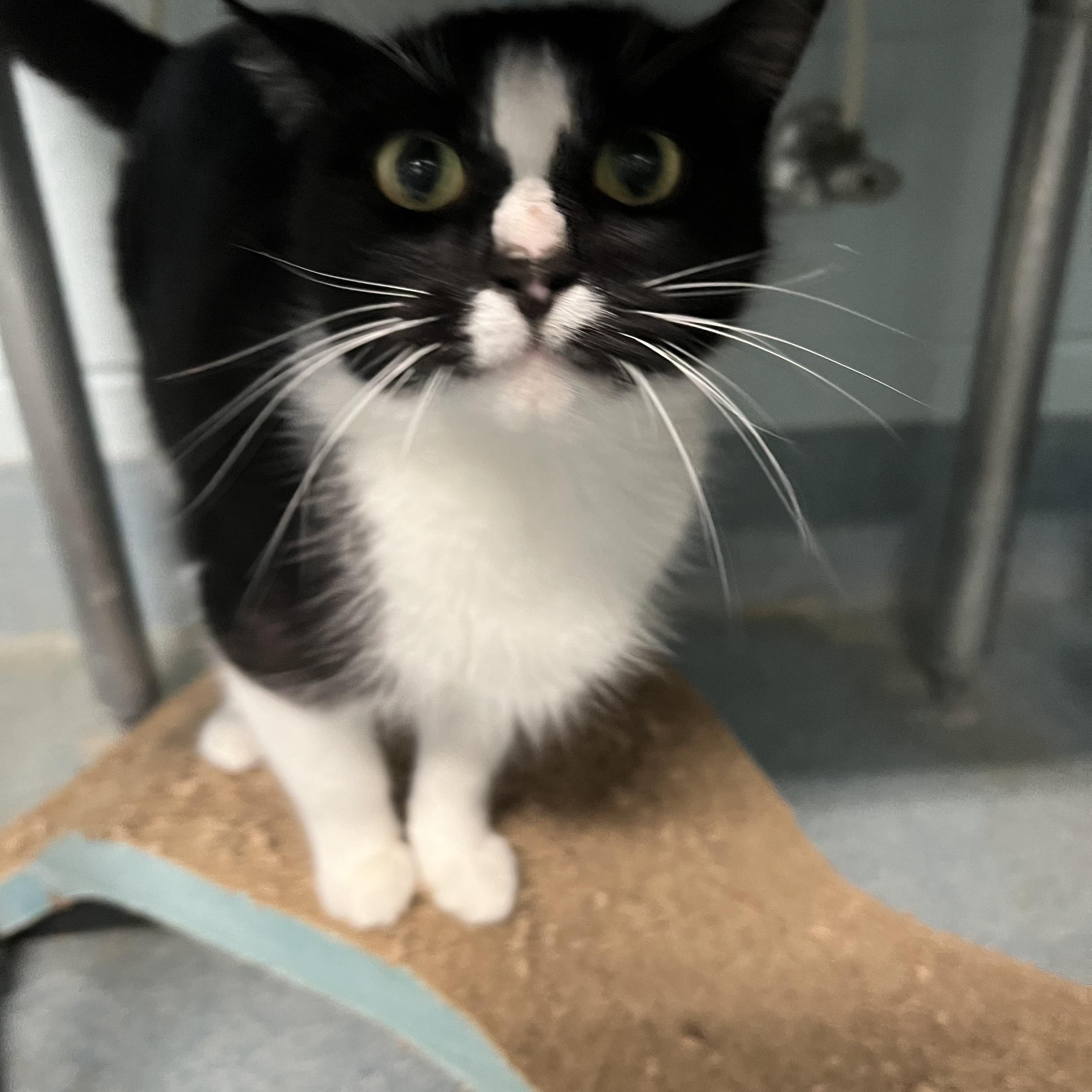 Silla *Adoption fee sponsored*, ADOPTABLE, Adult Female Domestic Short Hair.