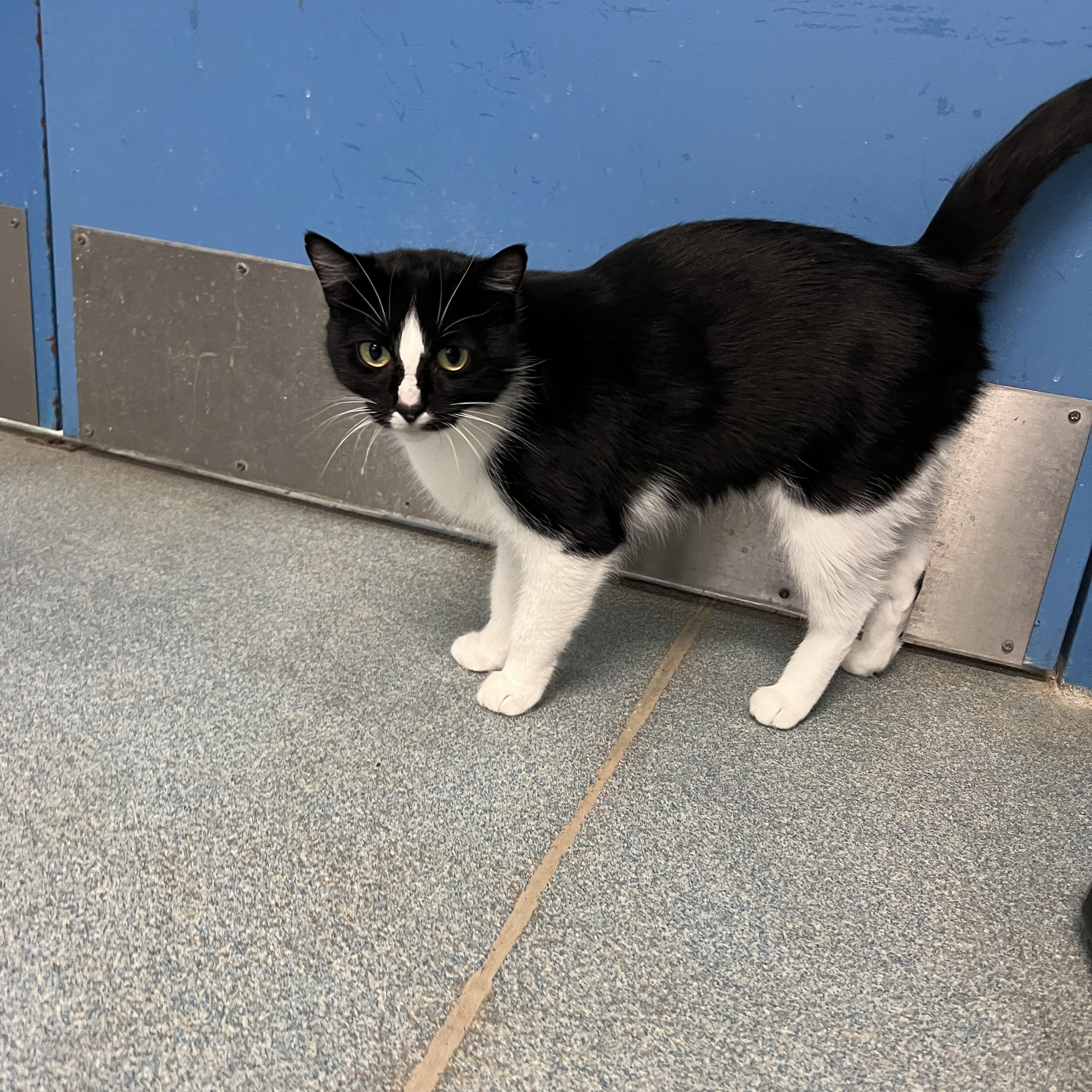 Silla *Adoption fee sponsored*, a ADOPTABLE Domestic Short Hair in Berryville, VA image 2/2