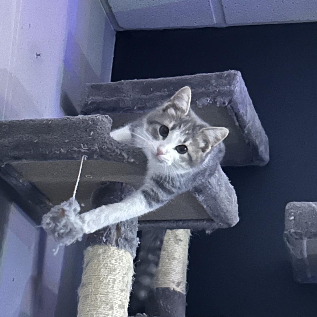 Clark, Adoptable, Kitten Male Domestic Short Hair.