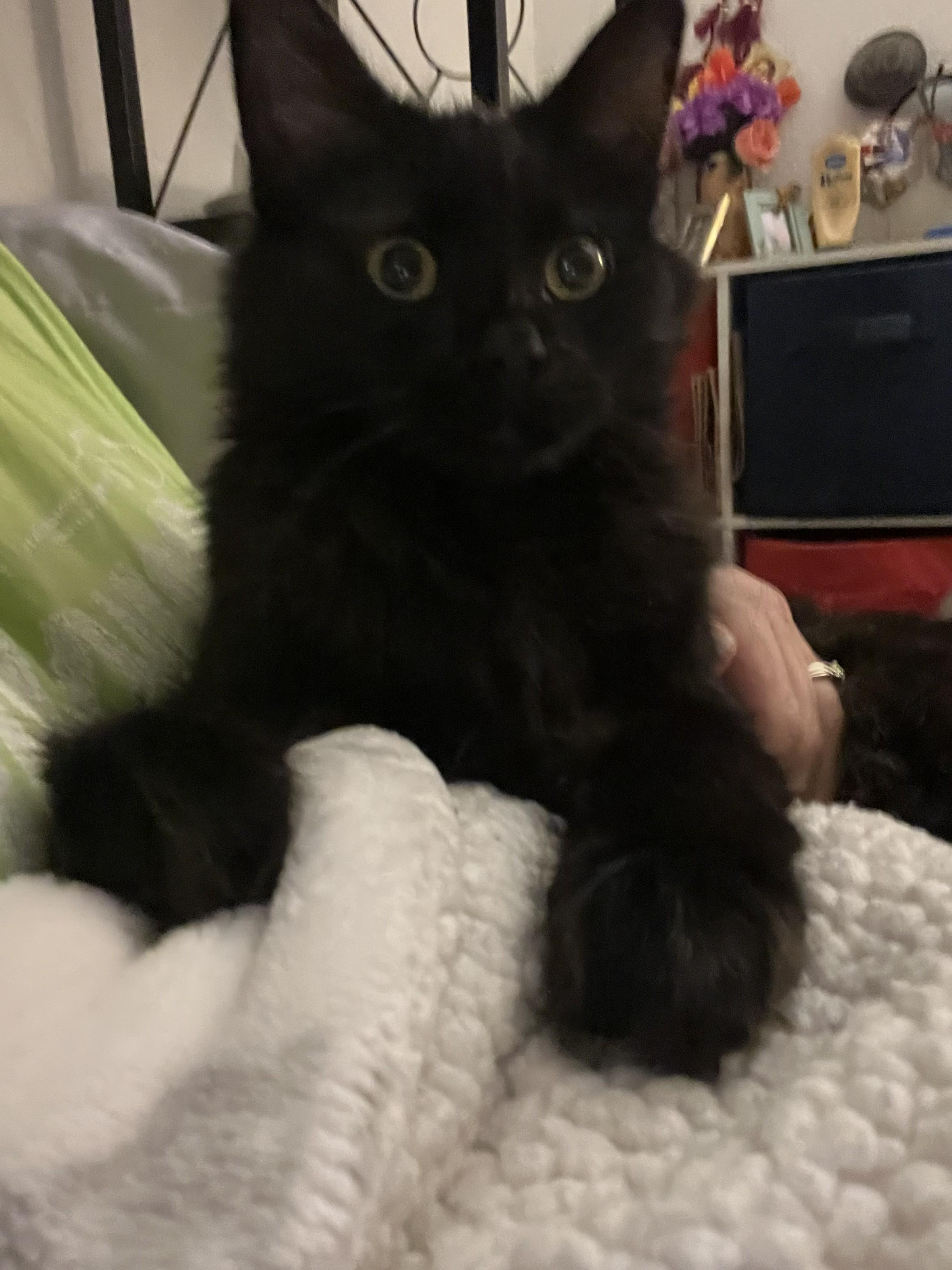 Truffle, adopted, Kitten Male Domestic Long Hair.