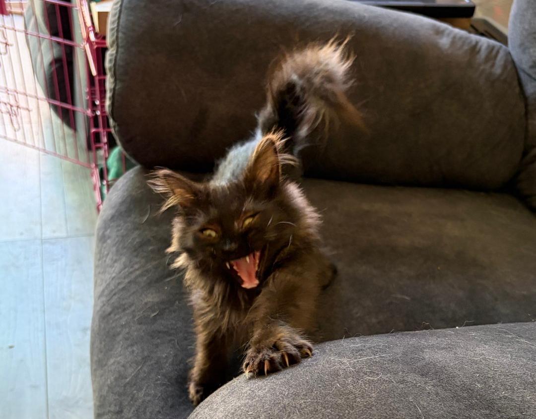 Truffle, an adopted Domestic Long Hair in Vallejo, CA image 2/2