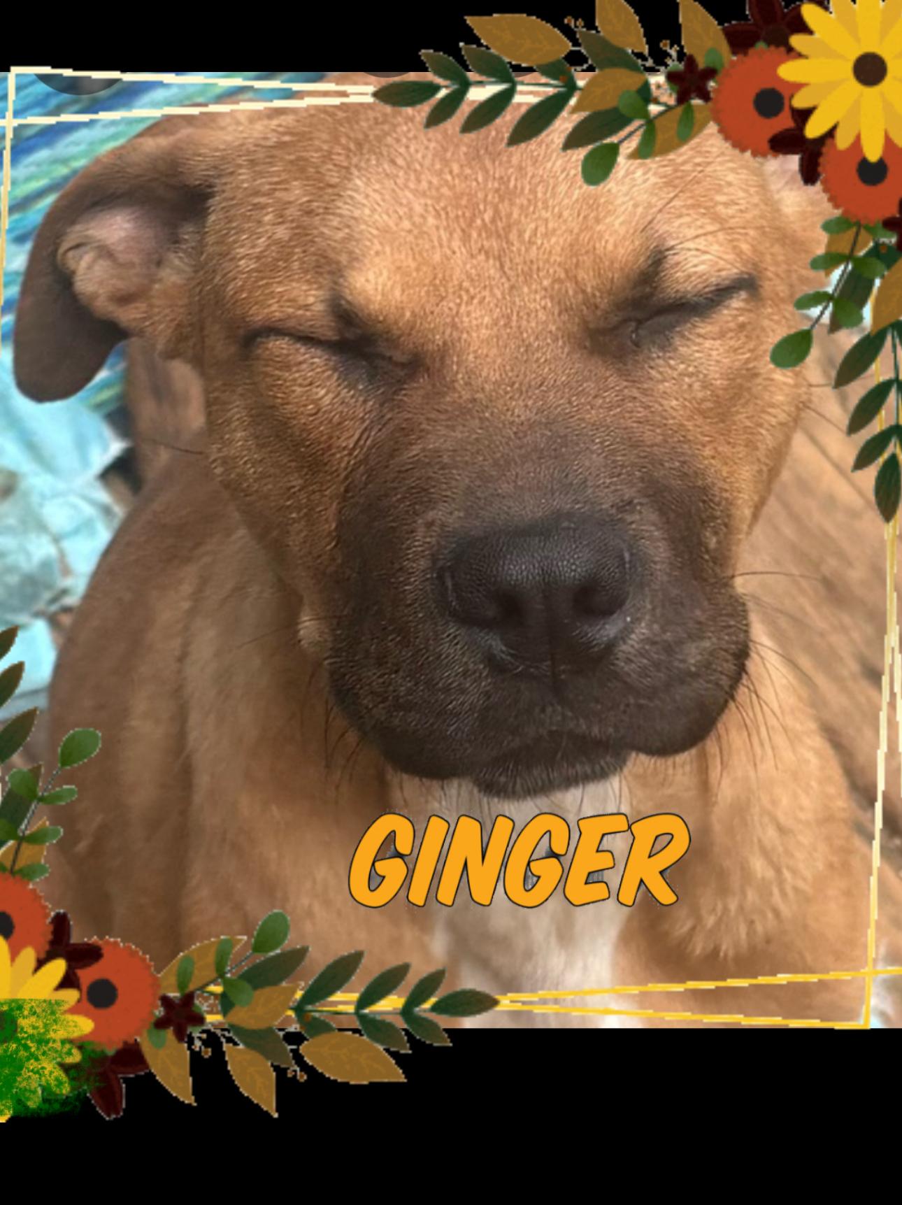 Ginger