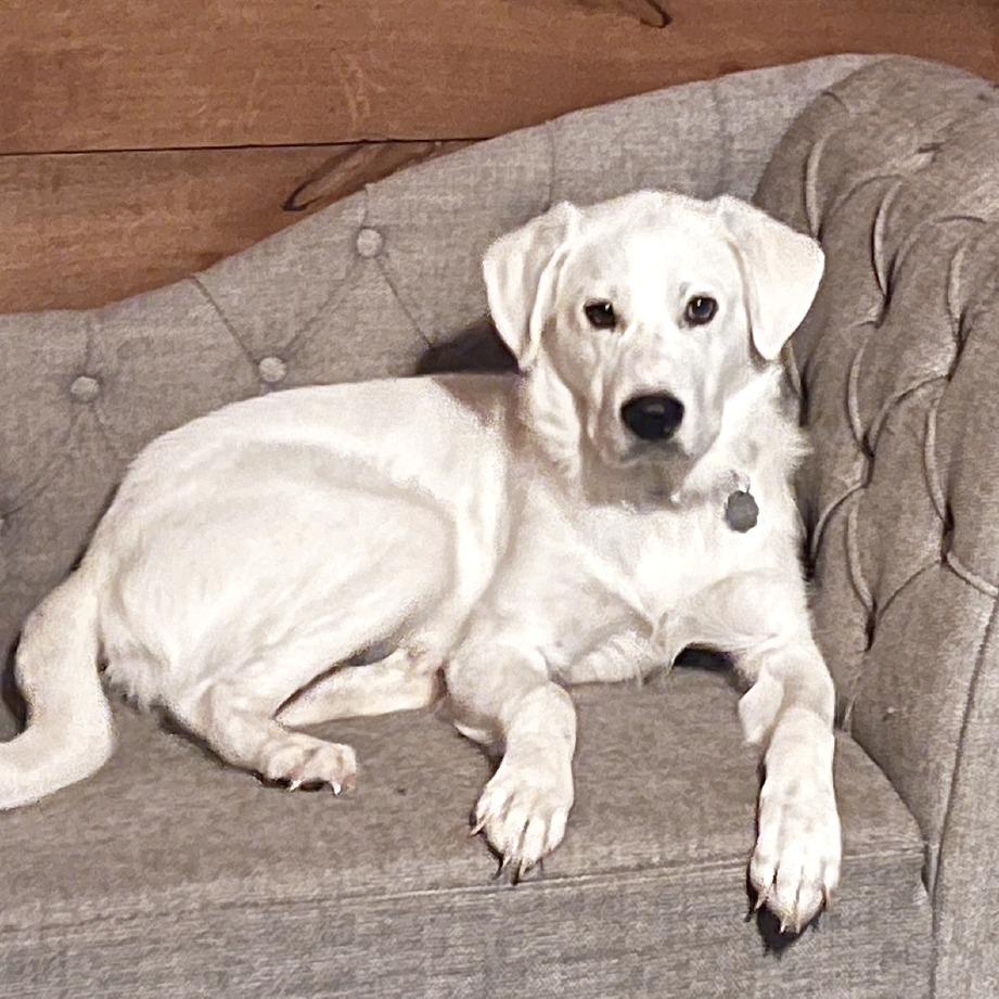 Enlarge Beckham, a Adoptable mixed breed in Flower Mound, TX image 1/6
