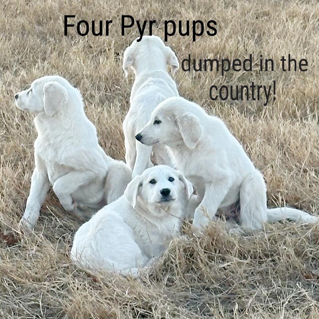 Beckham, Adoptable, Young Male Labrador Retriever & Great Pyrenees.